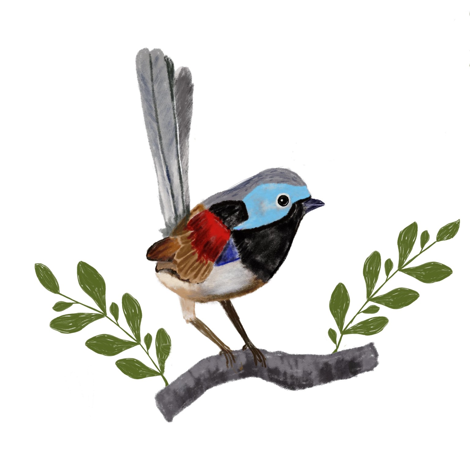 Variegated Fairy Wren - image 1 - student project