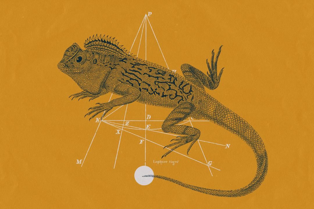 Lizard Vintage Collage - image 2 - student project