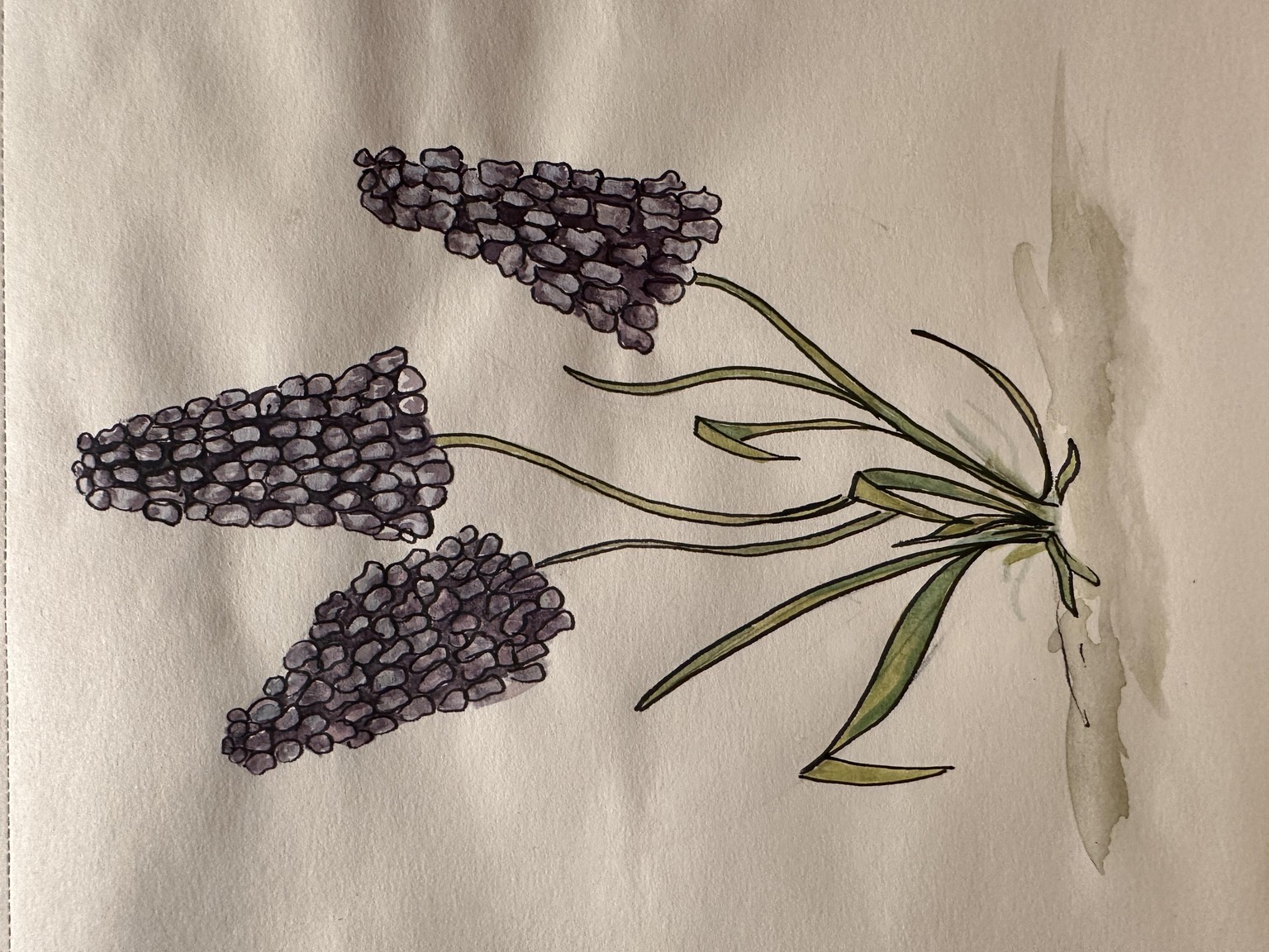Grape Hyacinths - image 2 - student project