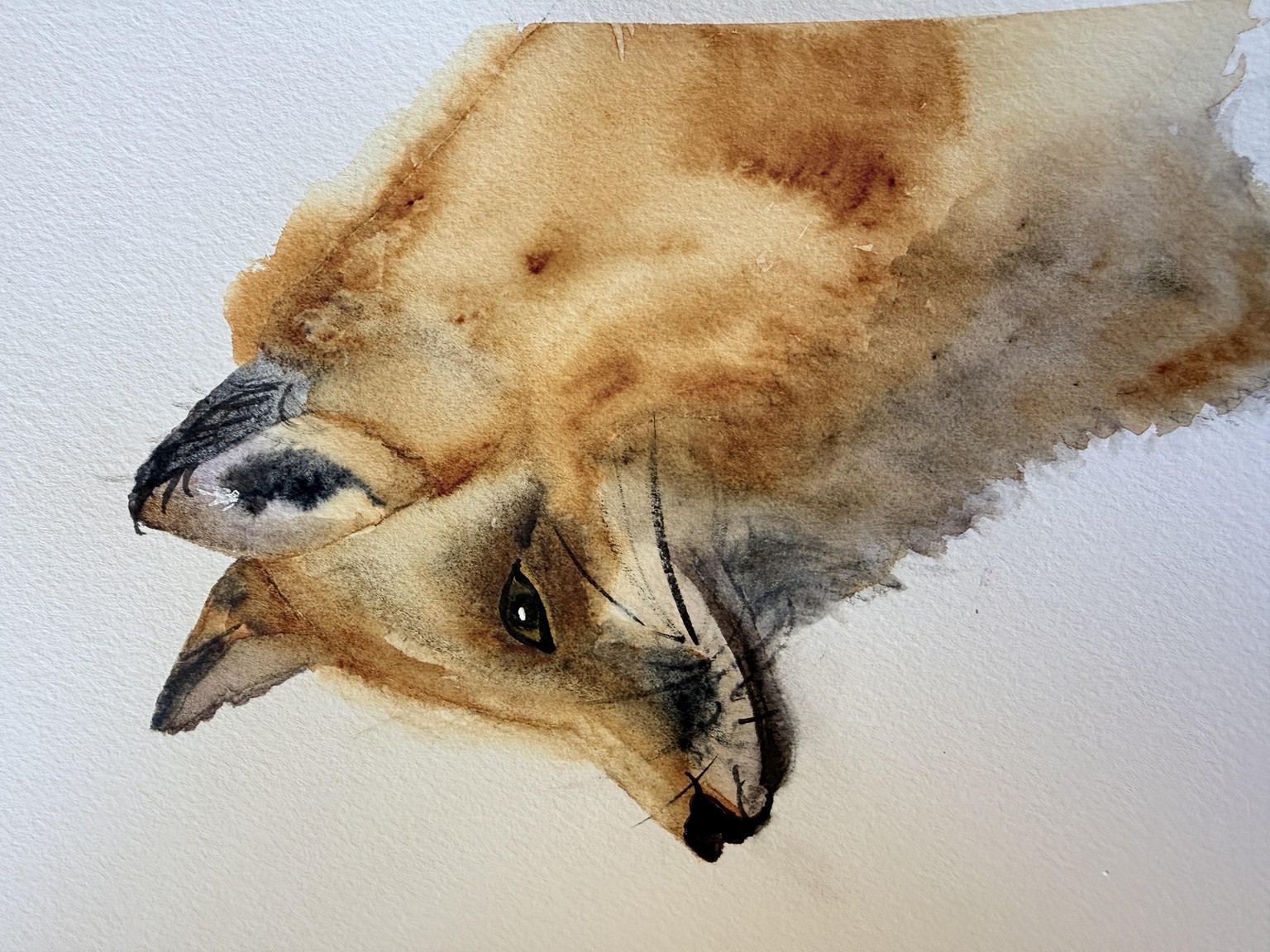 Max le renard - image 1 - student project