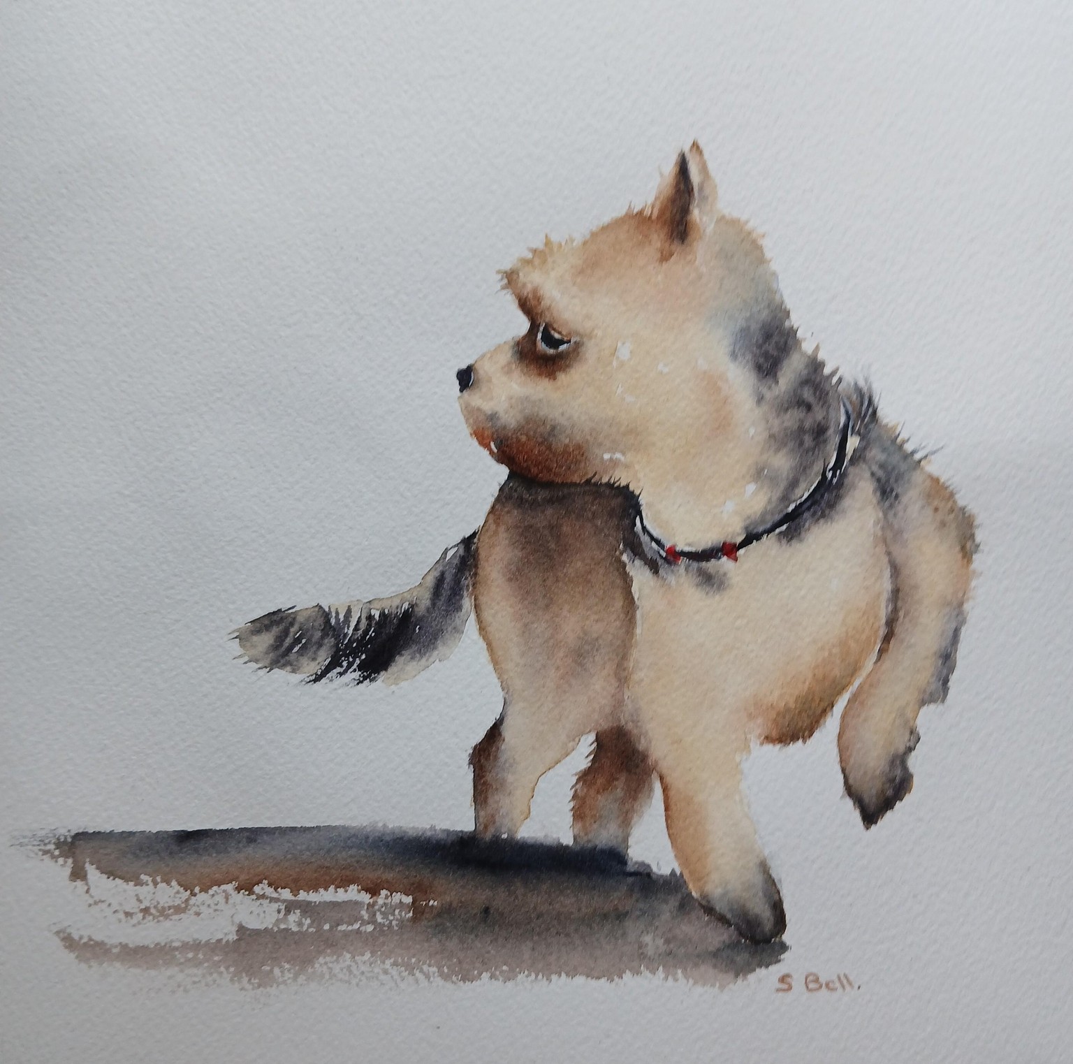 Yorkshire Terrier - image 1 - student project