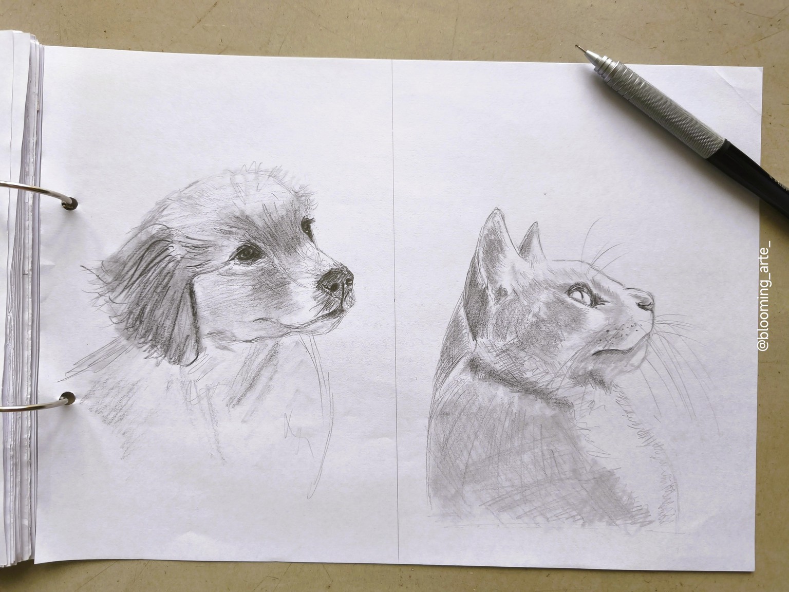 Sketching Animal Portraits: Breaking Down References & Proportions - image 5 - student project