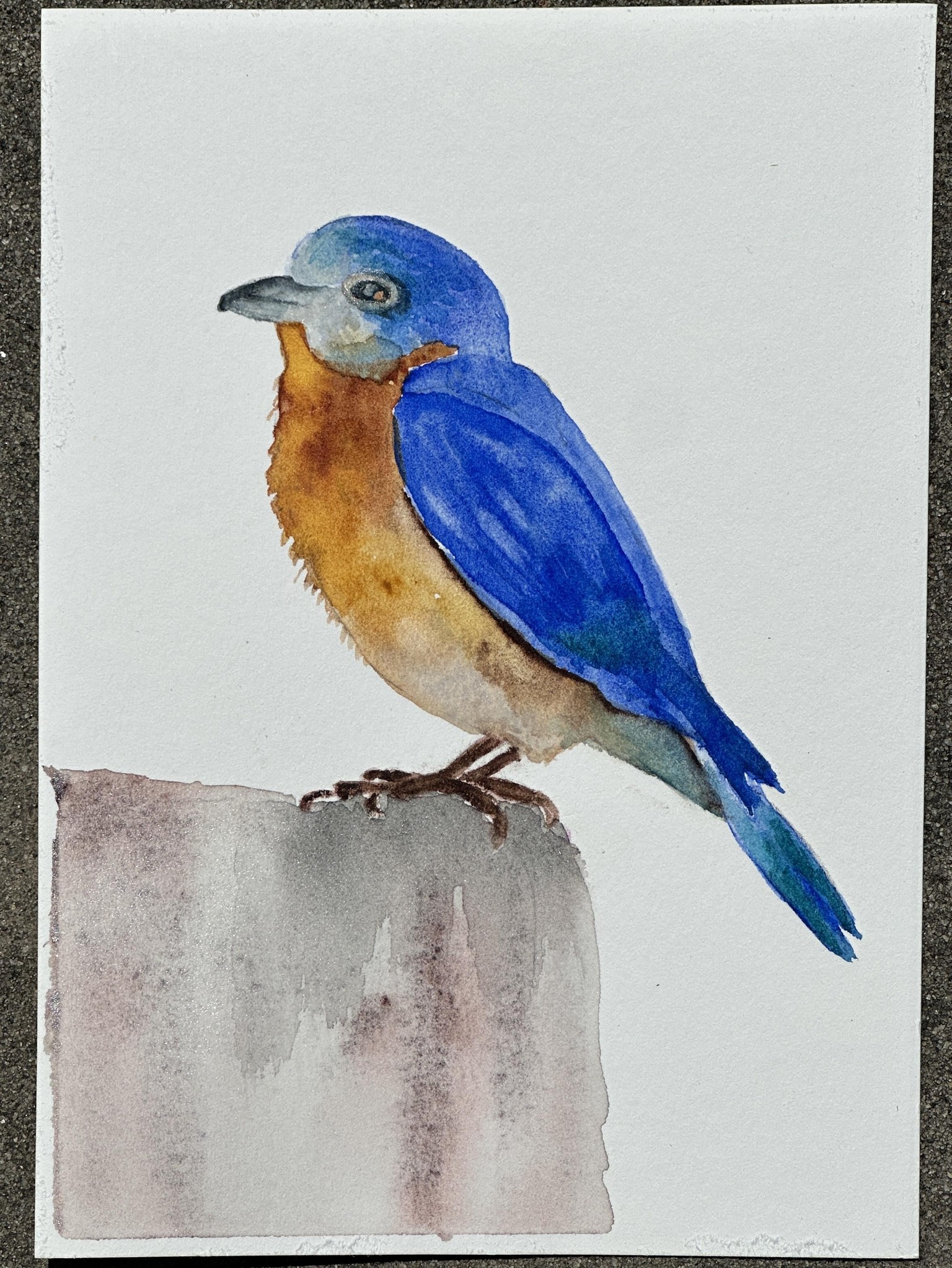 Watercolor BlueBird - image 1 - student project