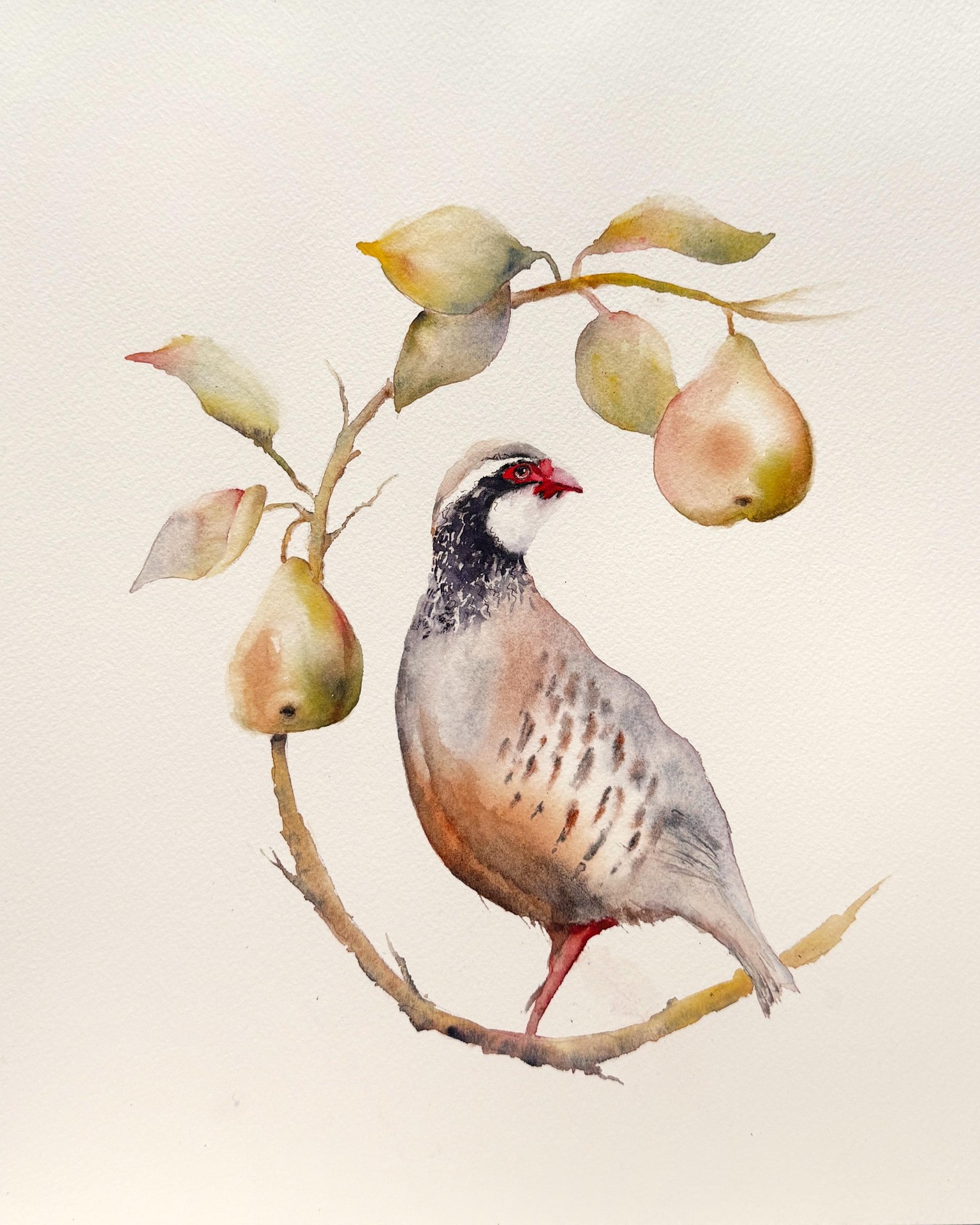 Partridge in a Pear Tree - image 1 - student project