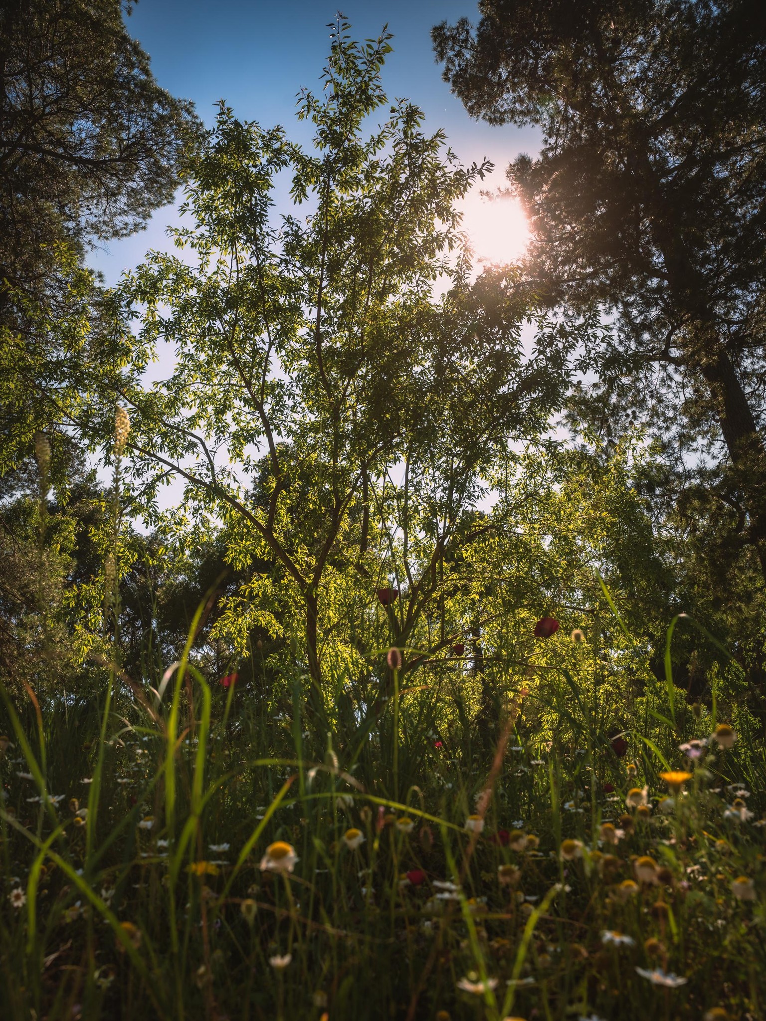Nature - image 1 - student project