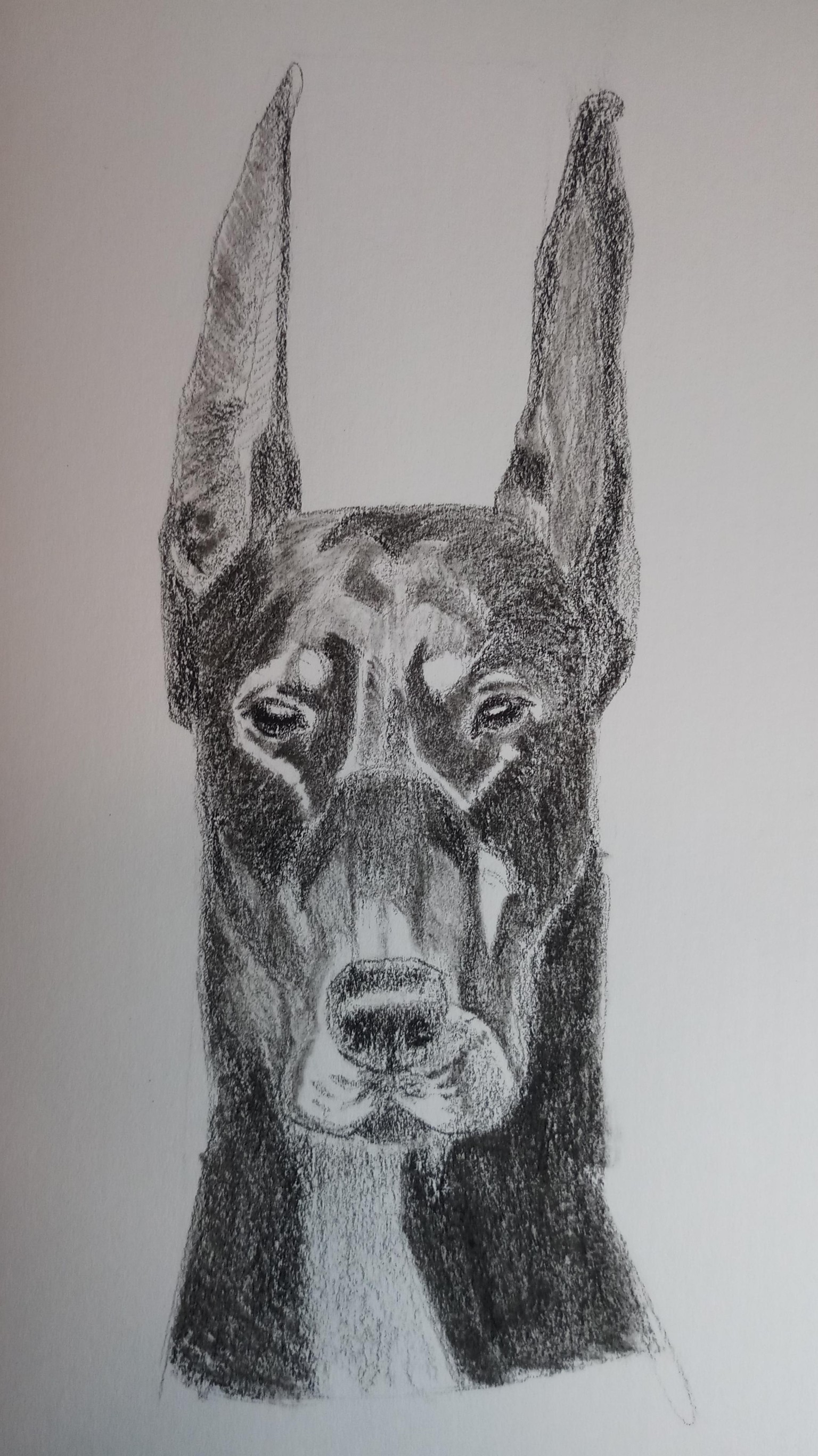 Dog Portraits - image 1 - student project
