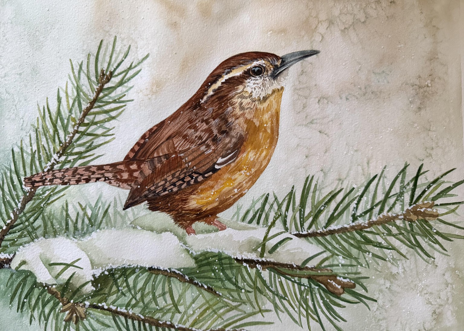 Winter Wren - image 1 - student project