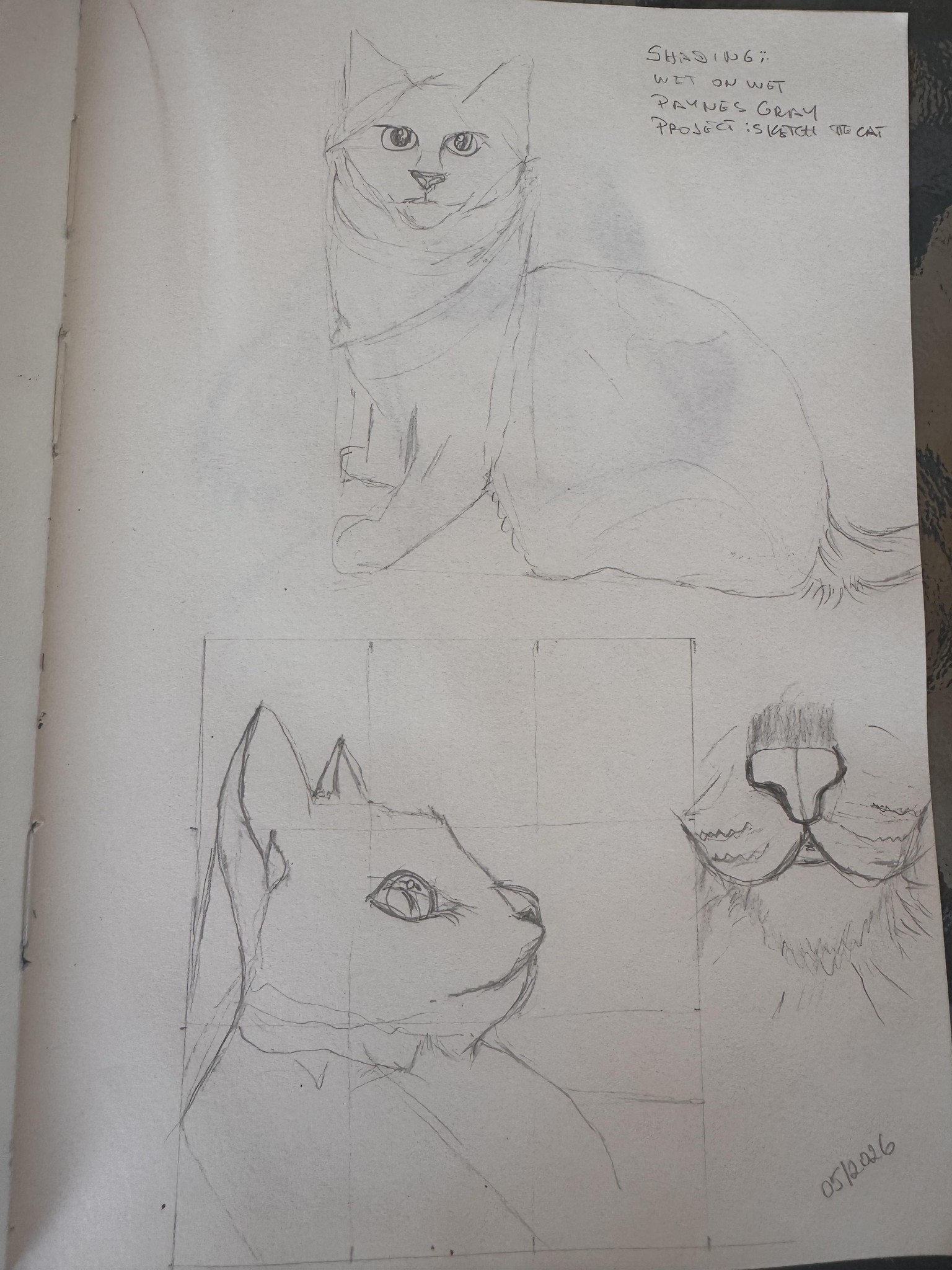 Animal Portraits - image 2 - student project