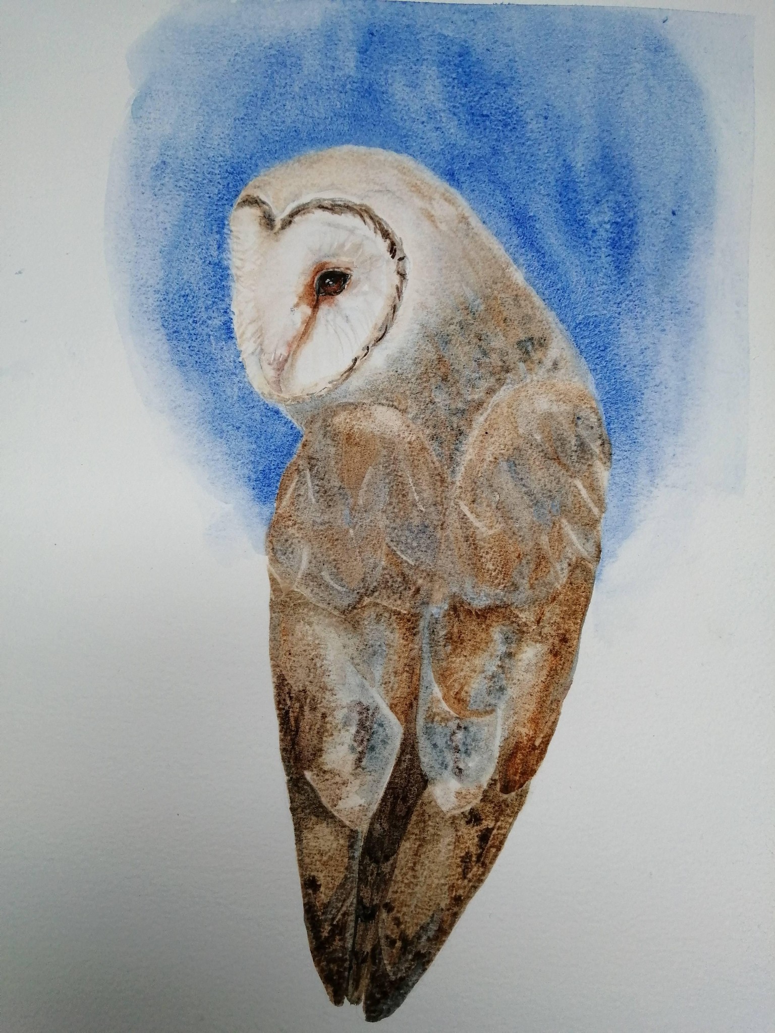 Barn Owl - image 2 - student project