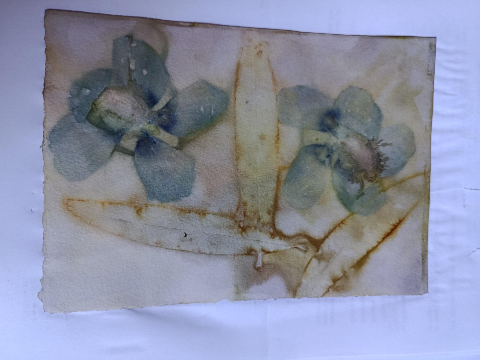 Eco-dyeing on paper - image 5 - student project