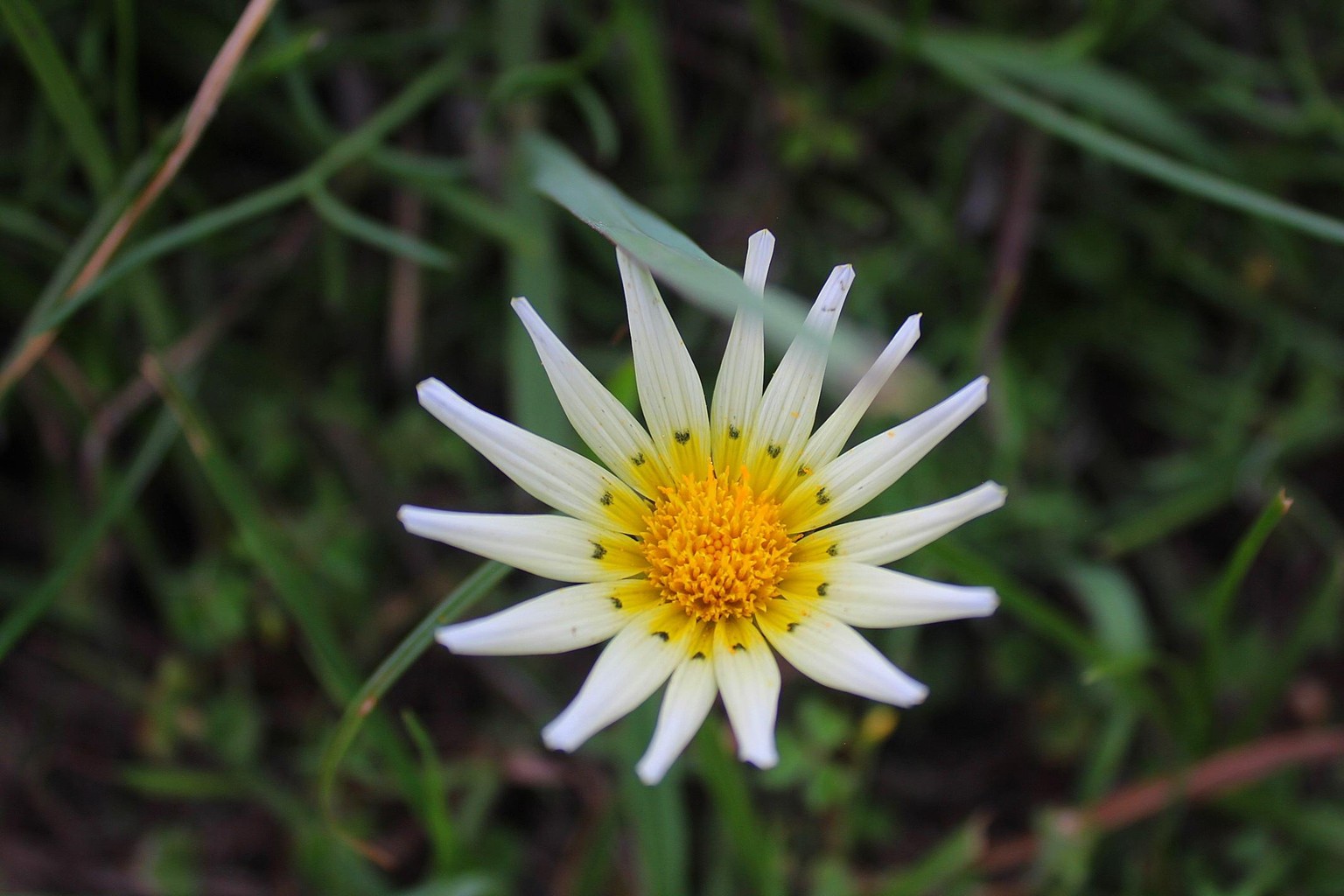 Flowers - image 2 - student project