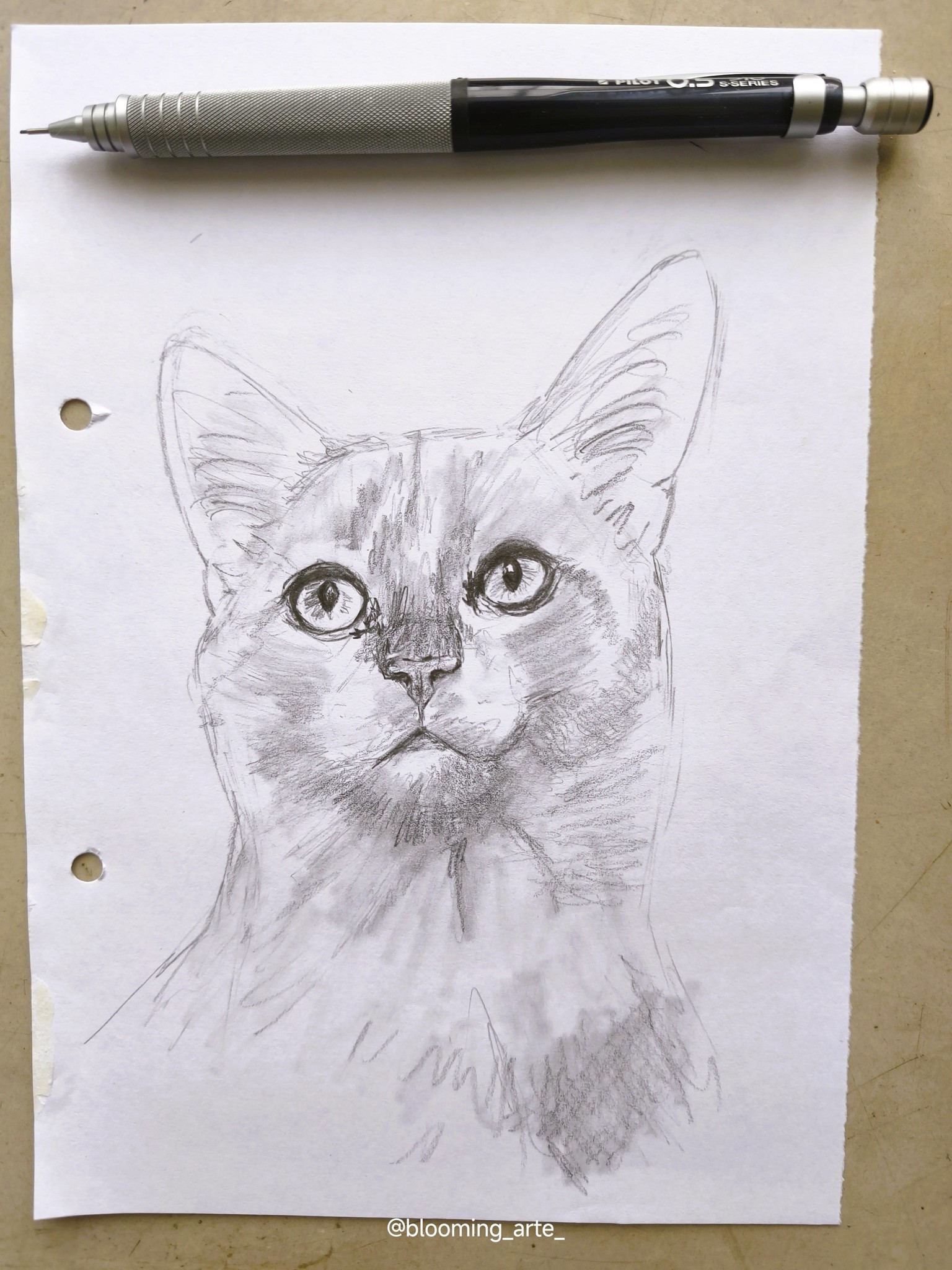 Sketching Animal Portraits: Breaking Down References & Proportions - image 6 - student project