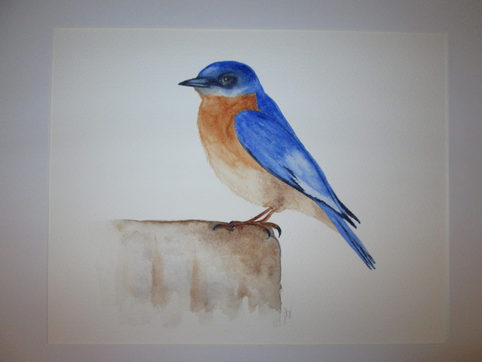 Paul's Bluebird - image 1 - student project