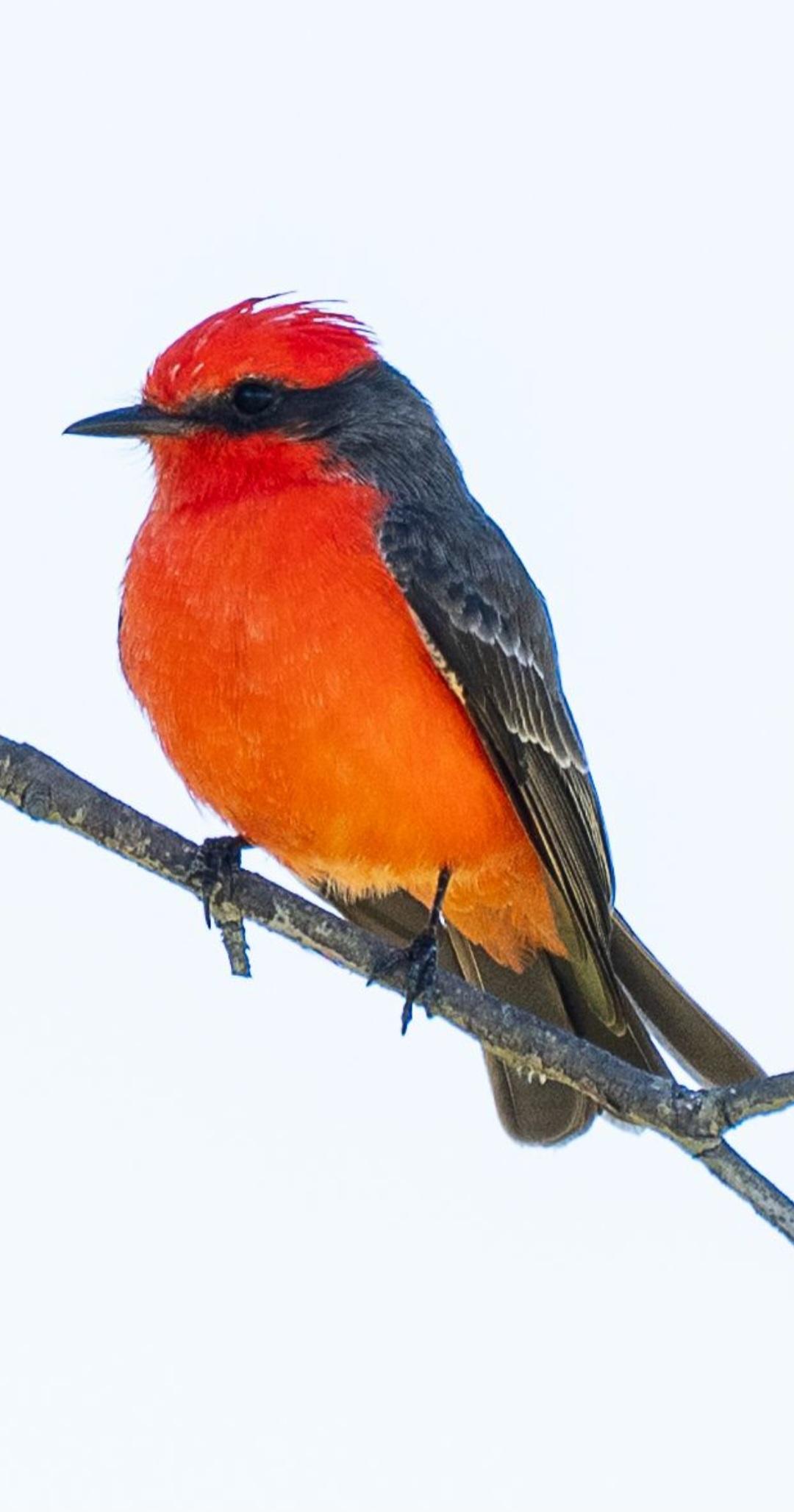 Vermillion Flycatcher - image 2 - student project