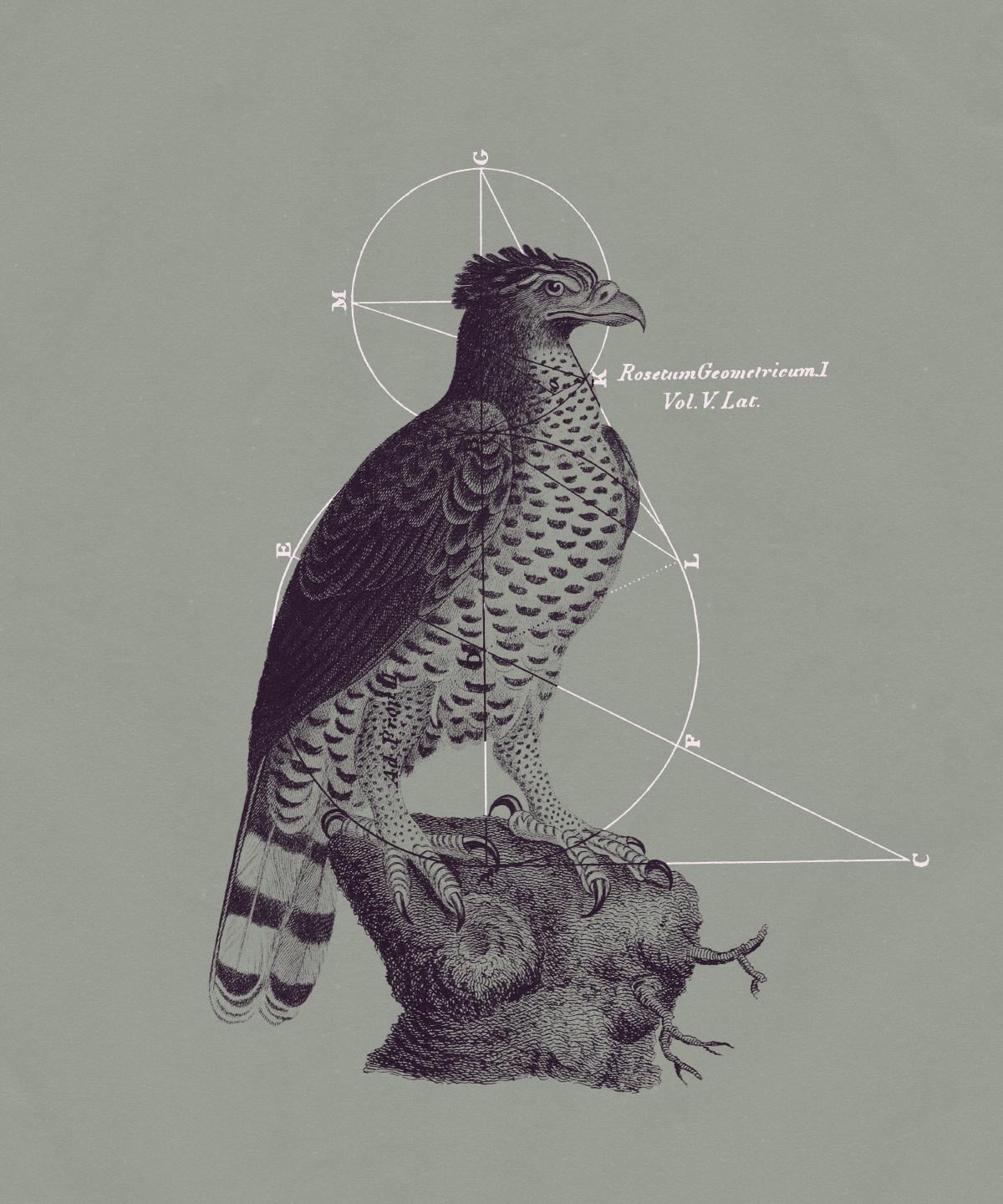 Bird Collage - image 1 - student project