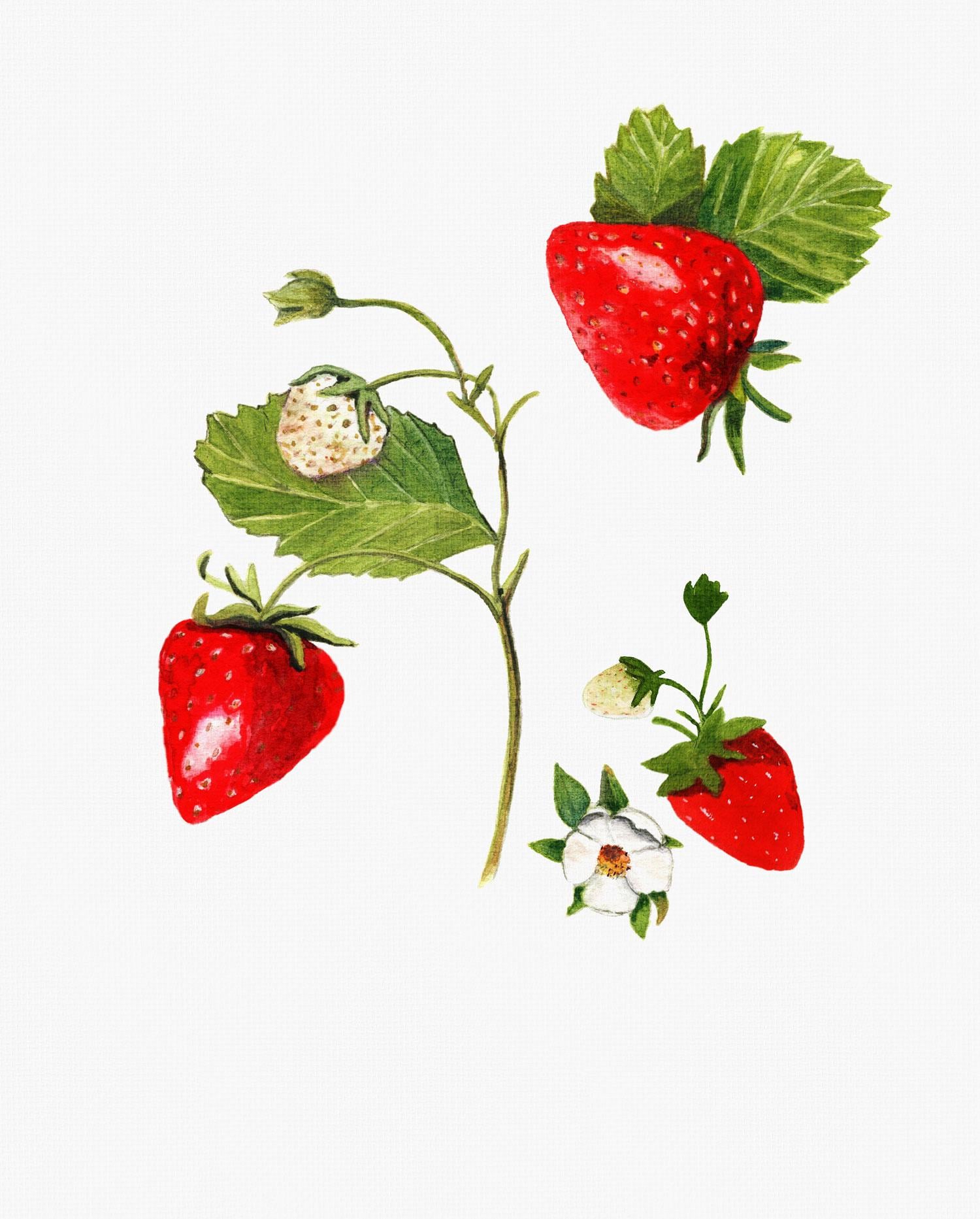 TEXTURE STRAWBERRY CANVA - image 1 - student project