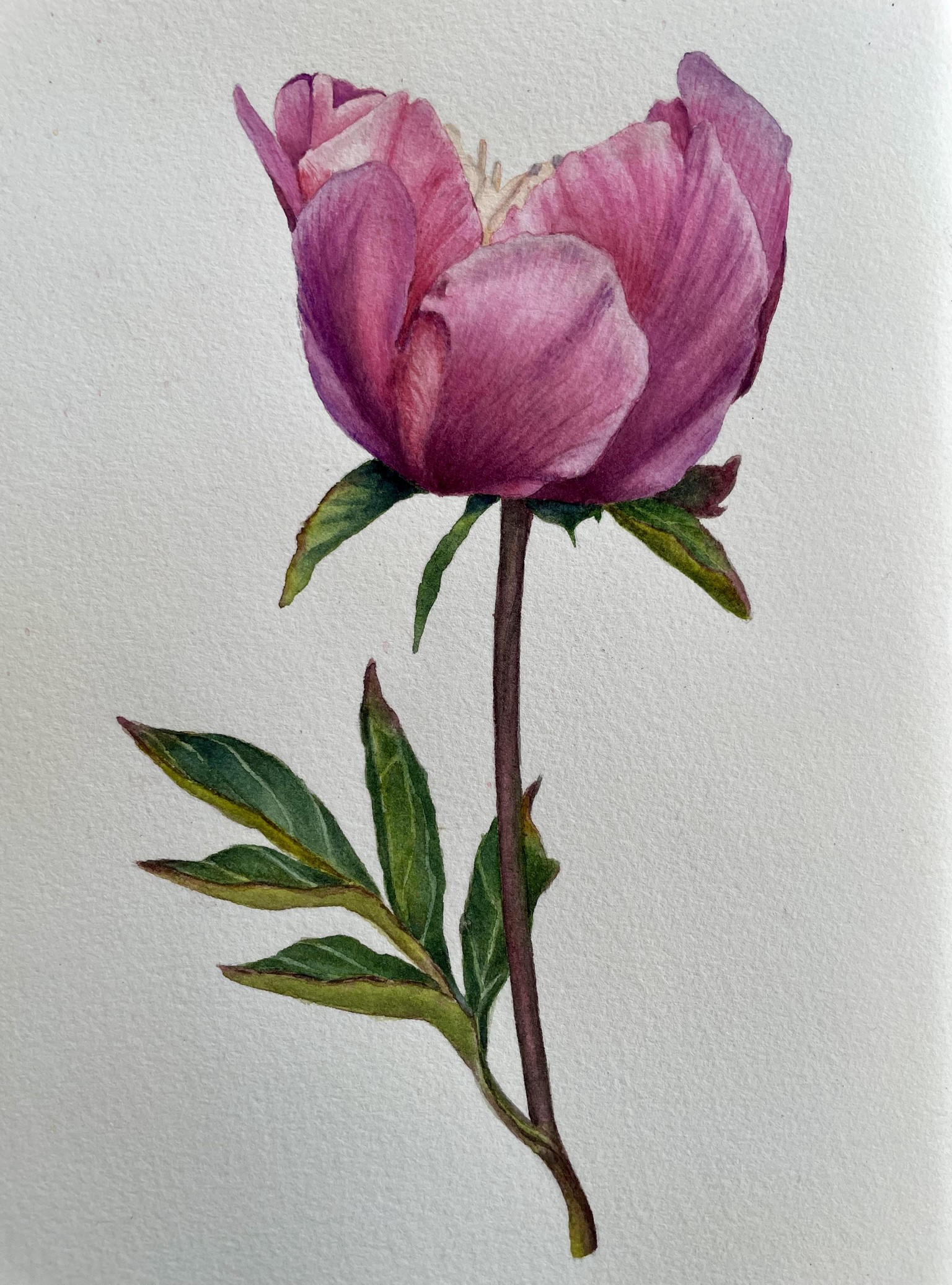 Watercolour peony - image 2 - student project