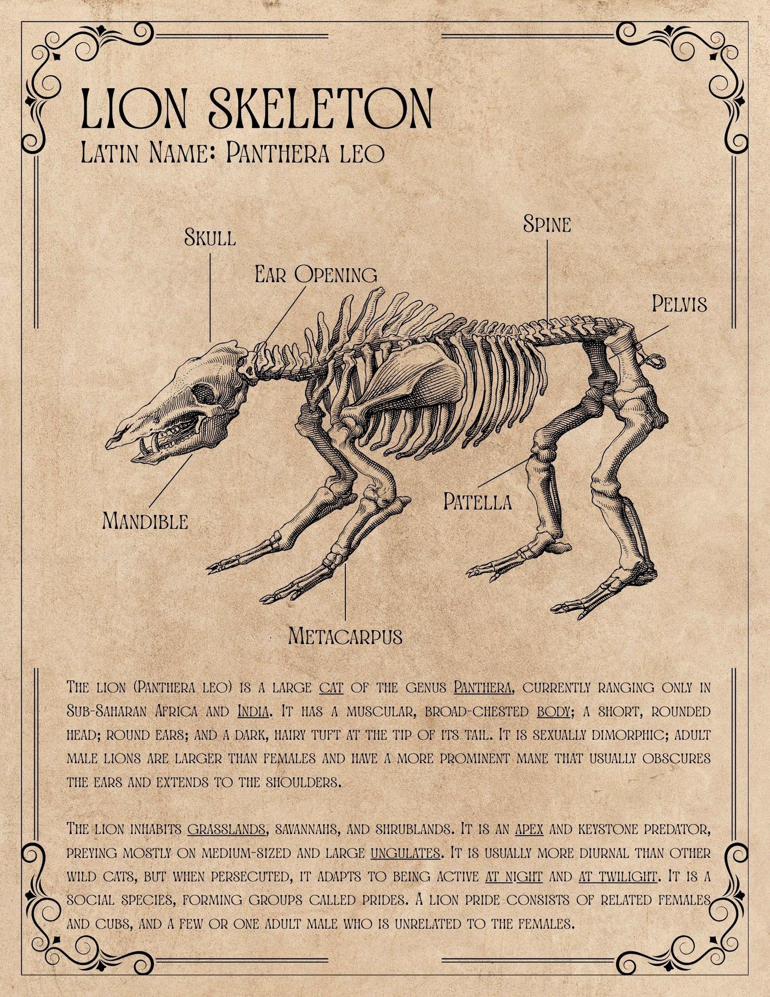 Lion Skeleton Vintage Anatomical Poster - image 1 - student project