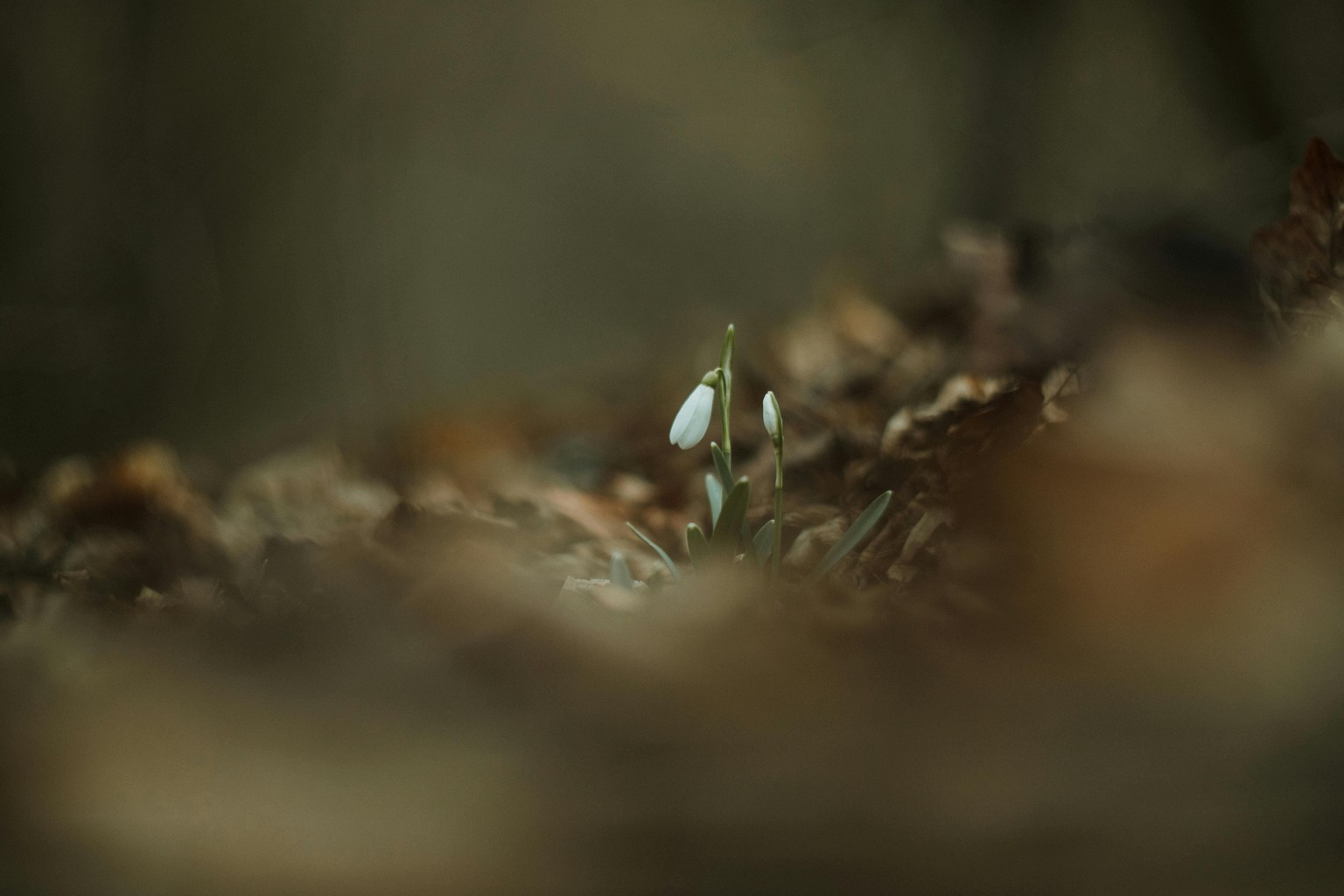 Different Seasons - image 1 - student project