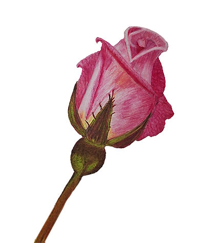 PINK ROSE - image 1 - student project