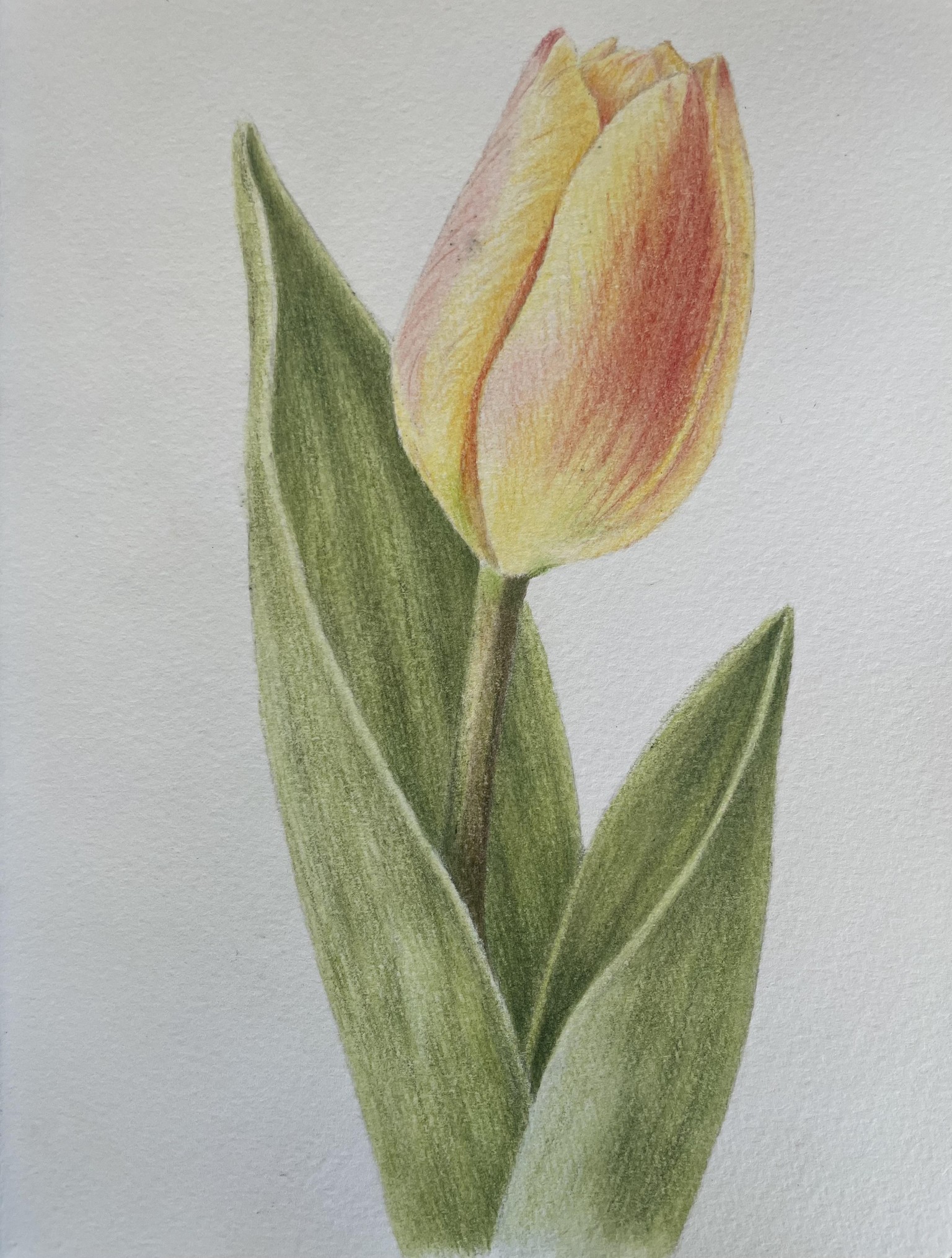 Tulip with watercolour pencils - image 2 - student project