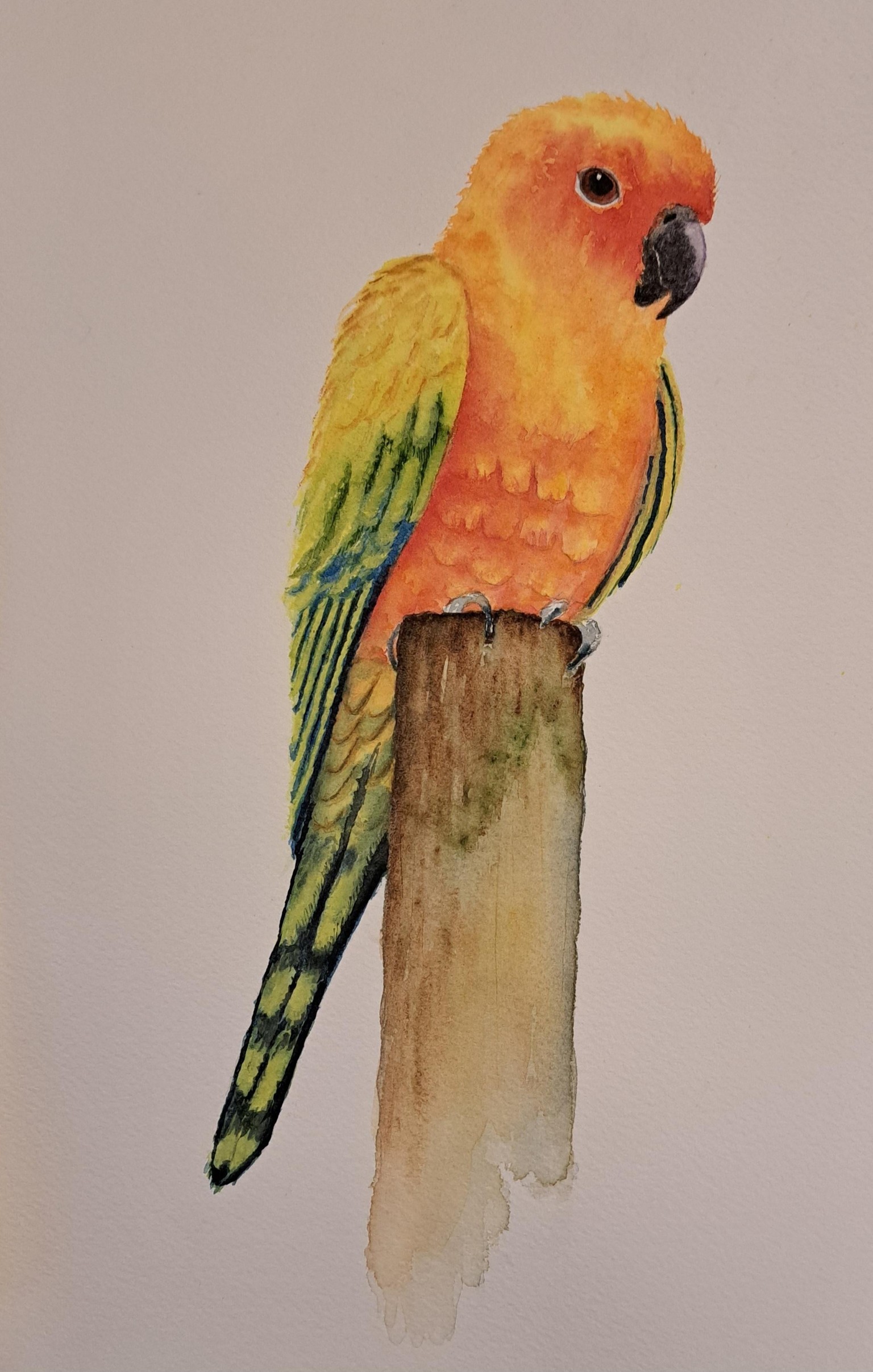 Sun Conure - image 1 - student project