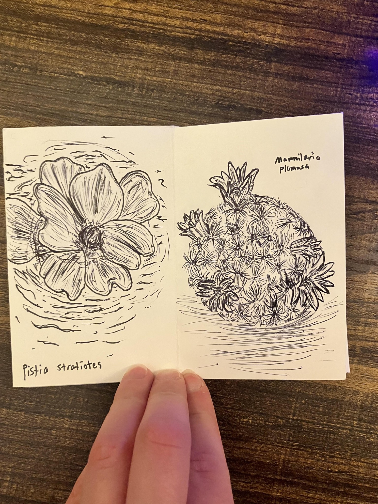 Botanical zine - image 4 - student project