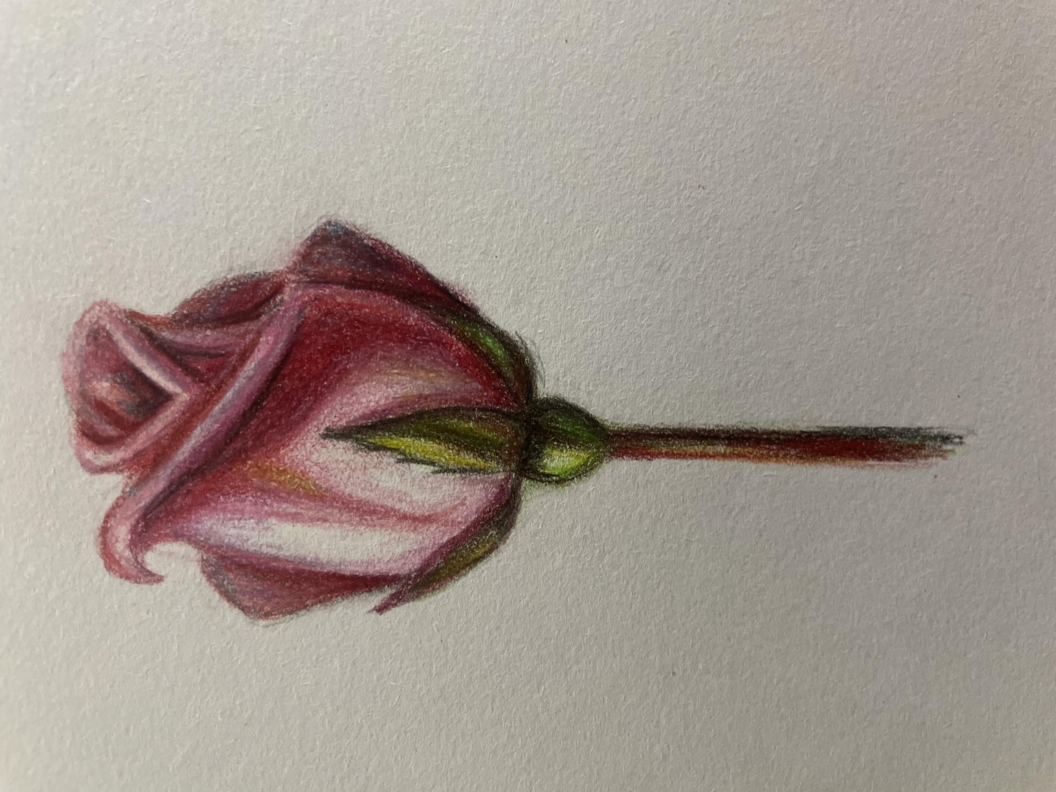 Rose - image 1 - student project