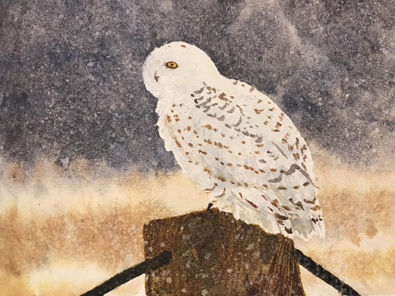 Whoo else loves owls - image 1 - student project