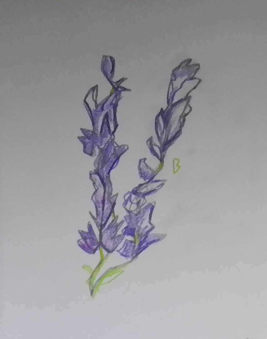 Lavender- By BreezyGlittr - image 1 - student project
