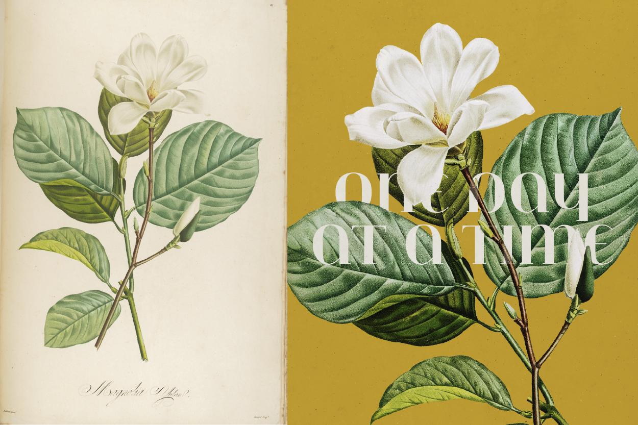 Botanical Greeting Cards - image 7 - student project