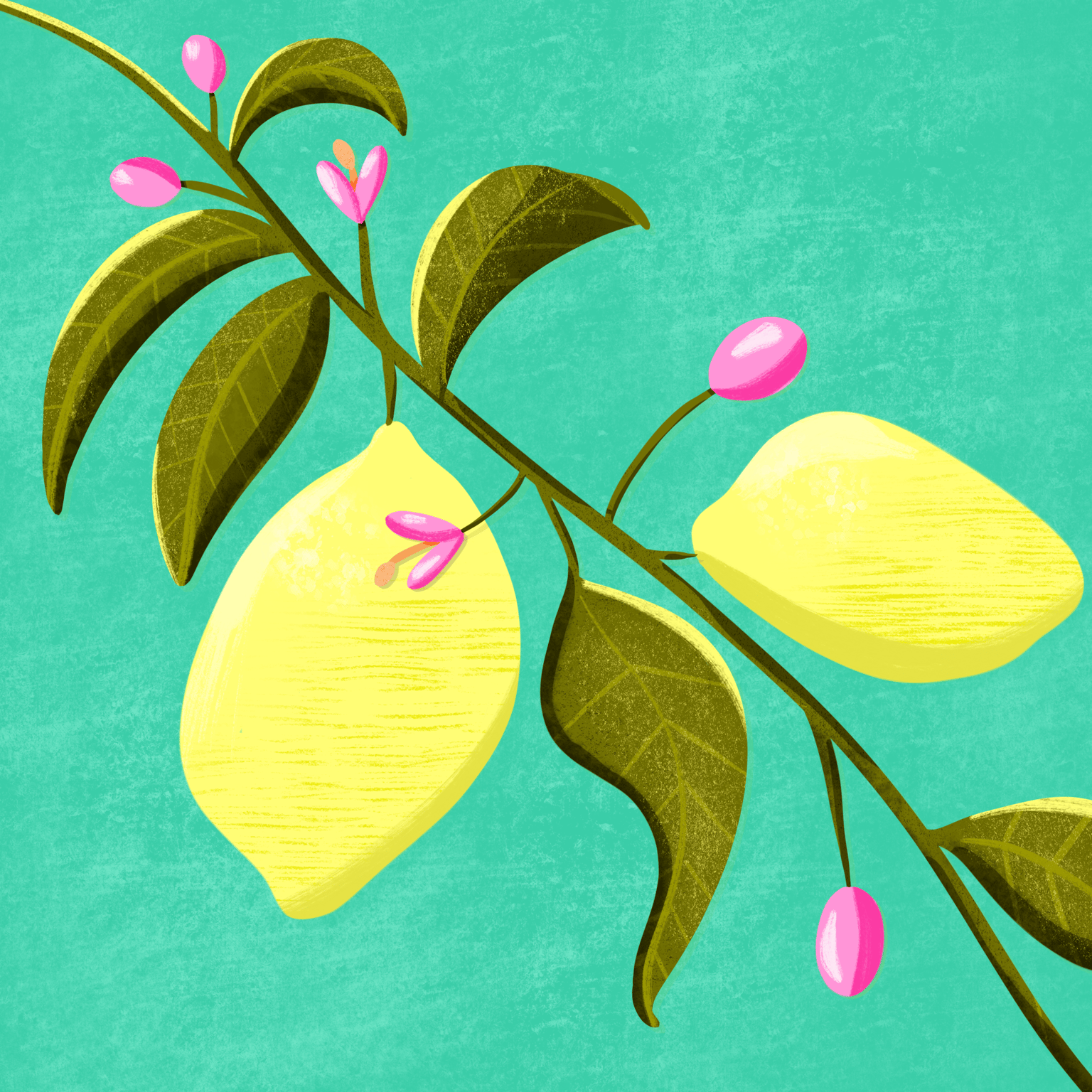 Lemons🍋 - image 1 - student project