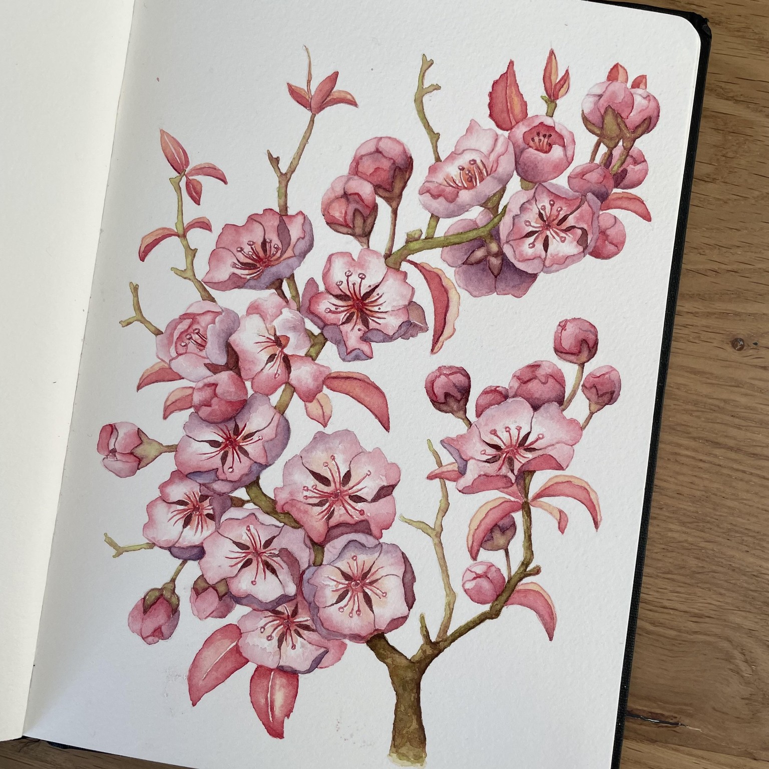 Watercolour blossoms - image 1 - student project