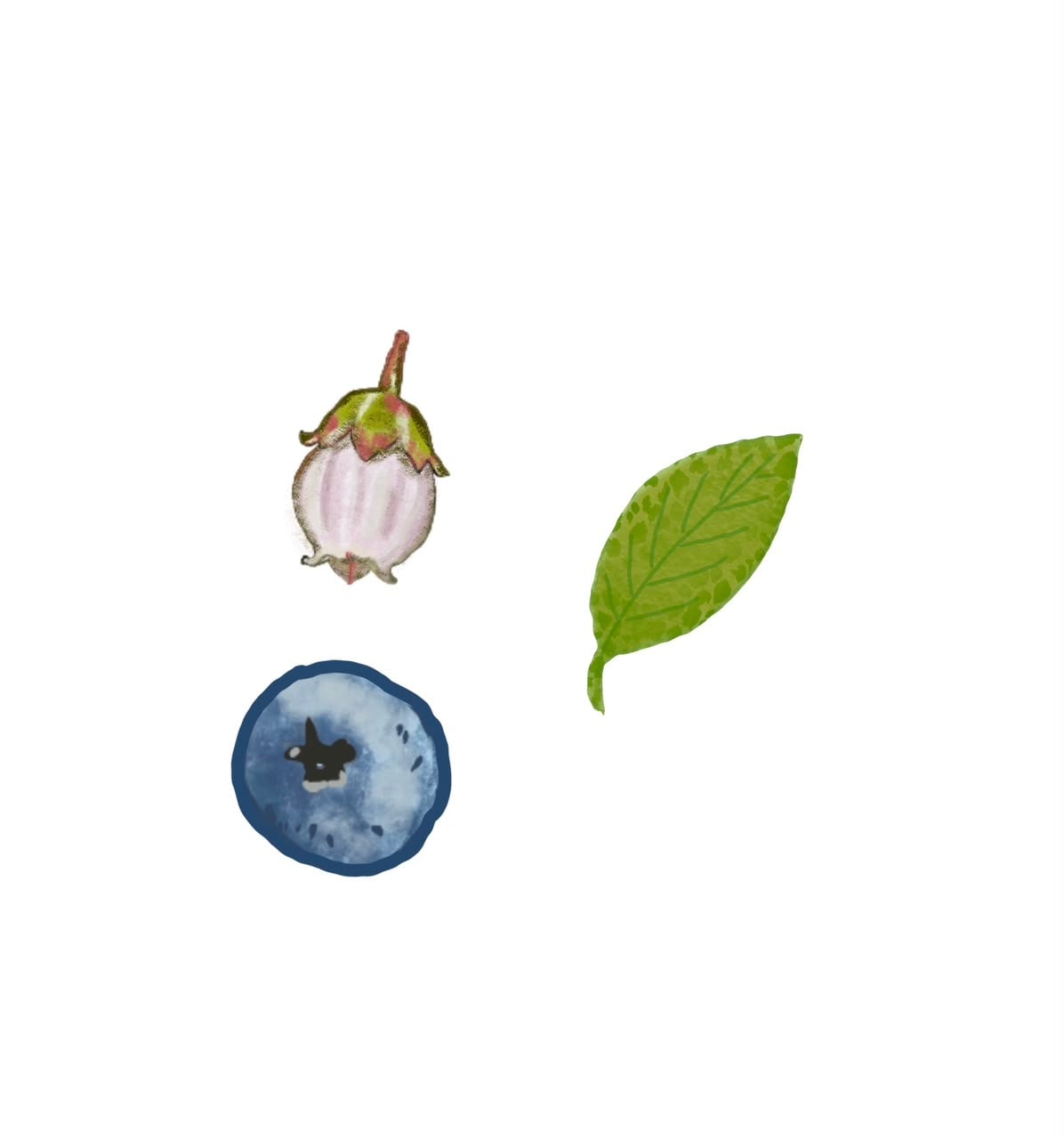 Berries - image 1 - student project