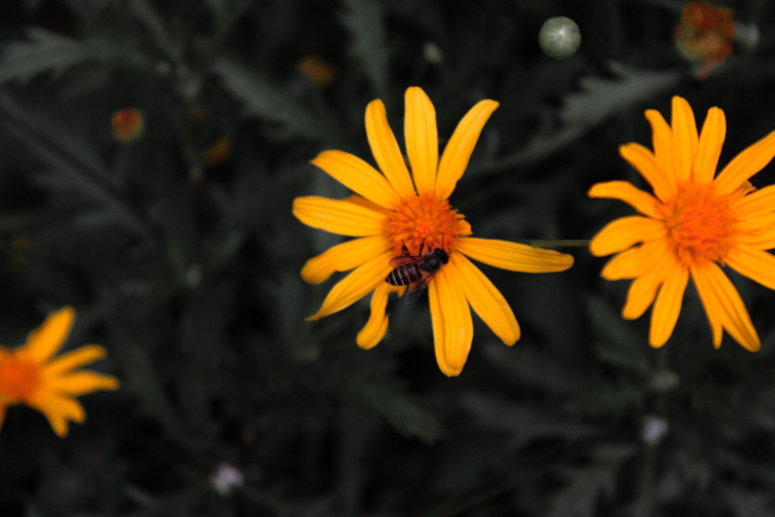 Bee and Flower - image 1 - student project