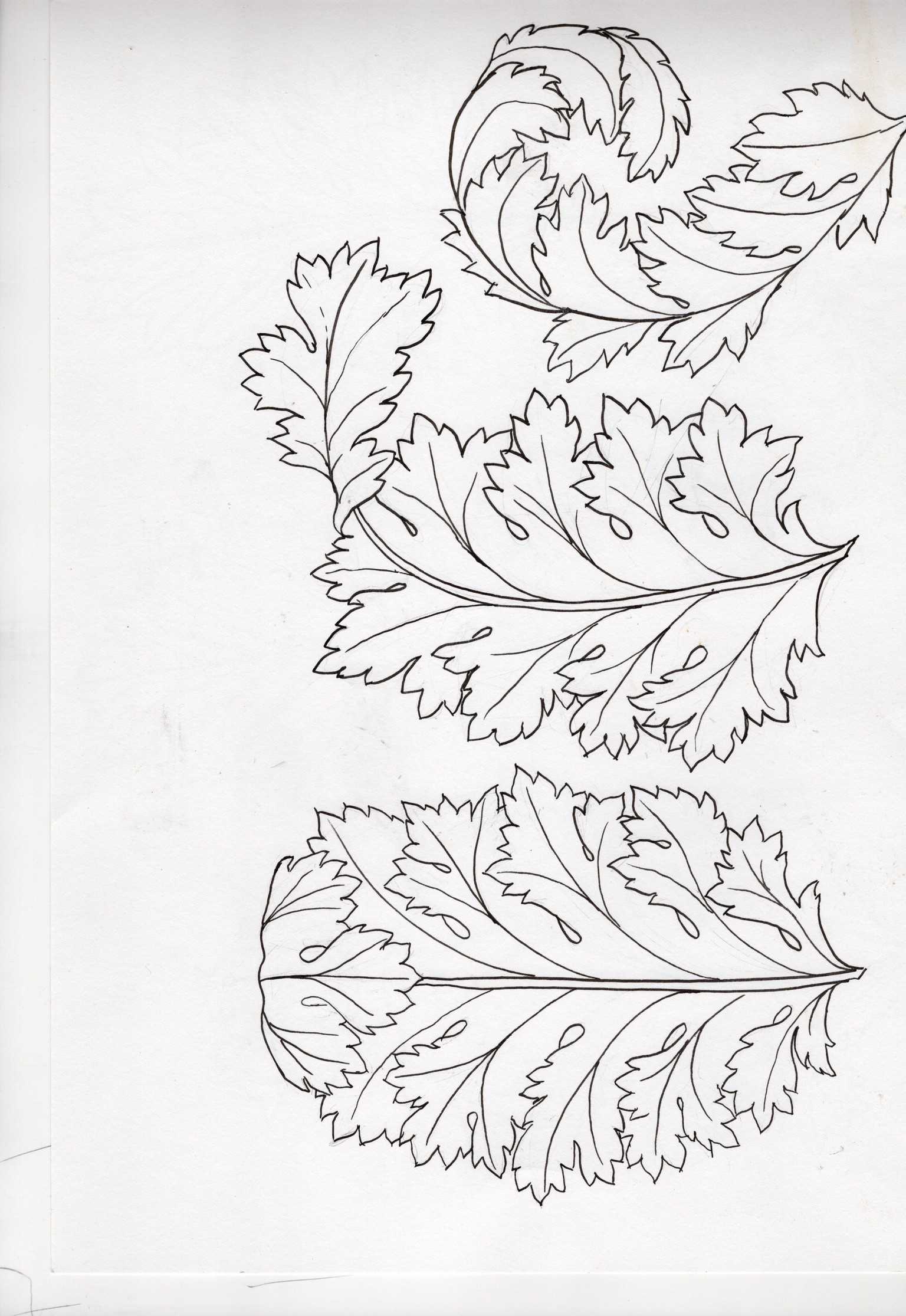 Acanthus leaves and moon gazing hares - image 2 - student project