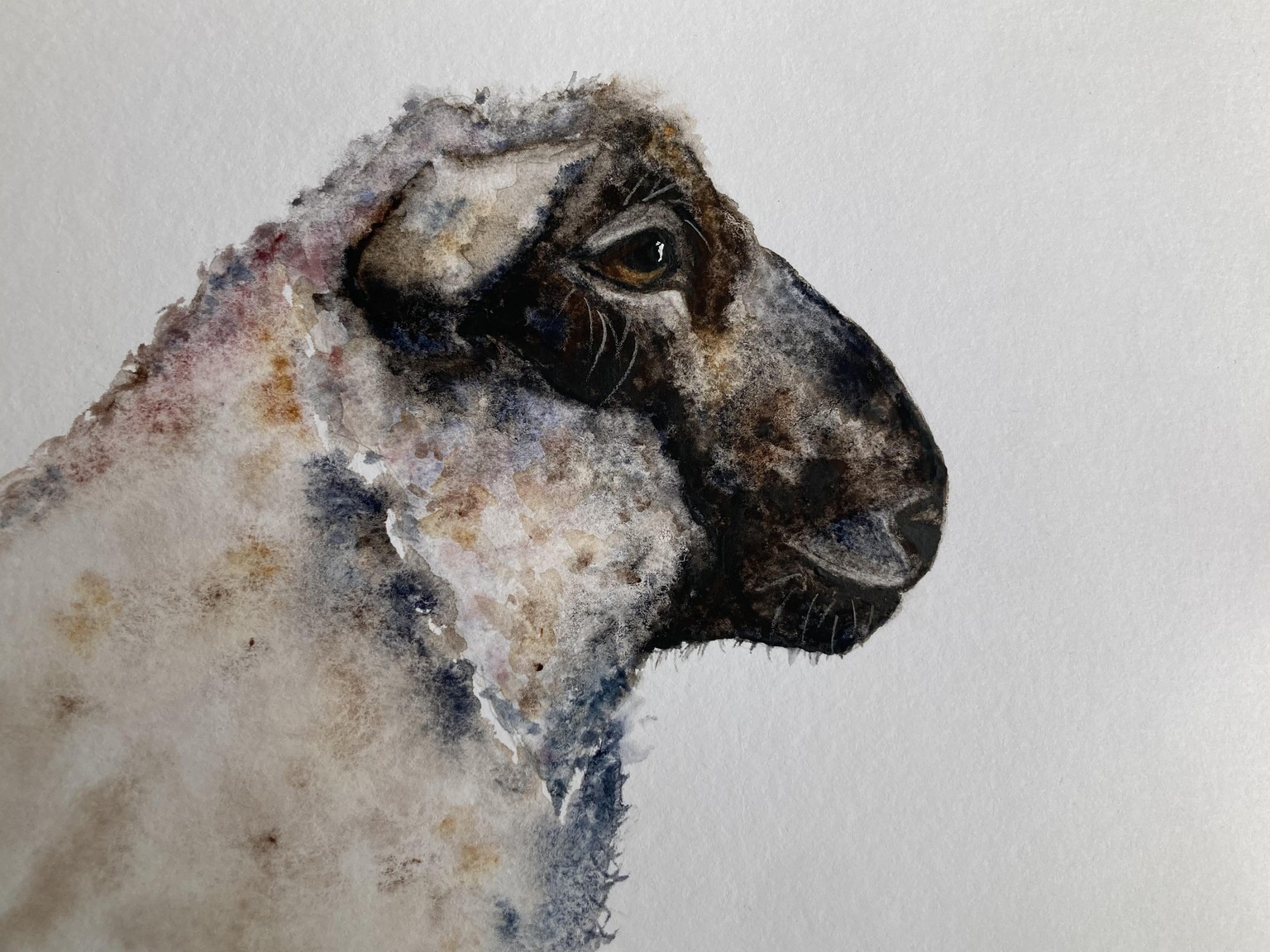 Lambo the lamb - image 1 - student project