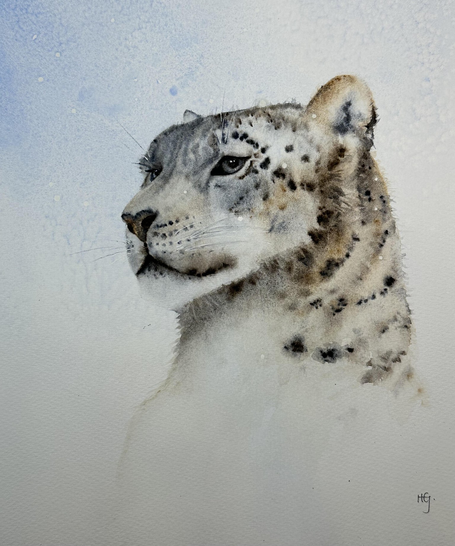Snow leopard - image 1 - student project