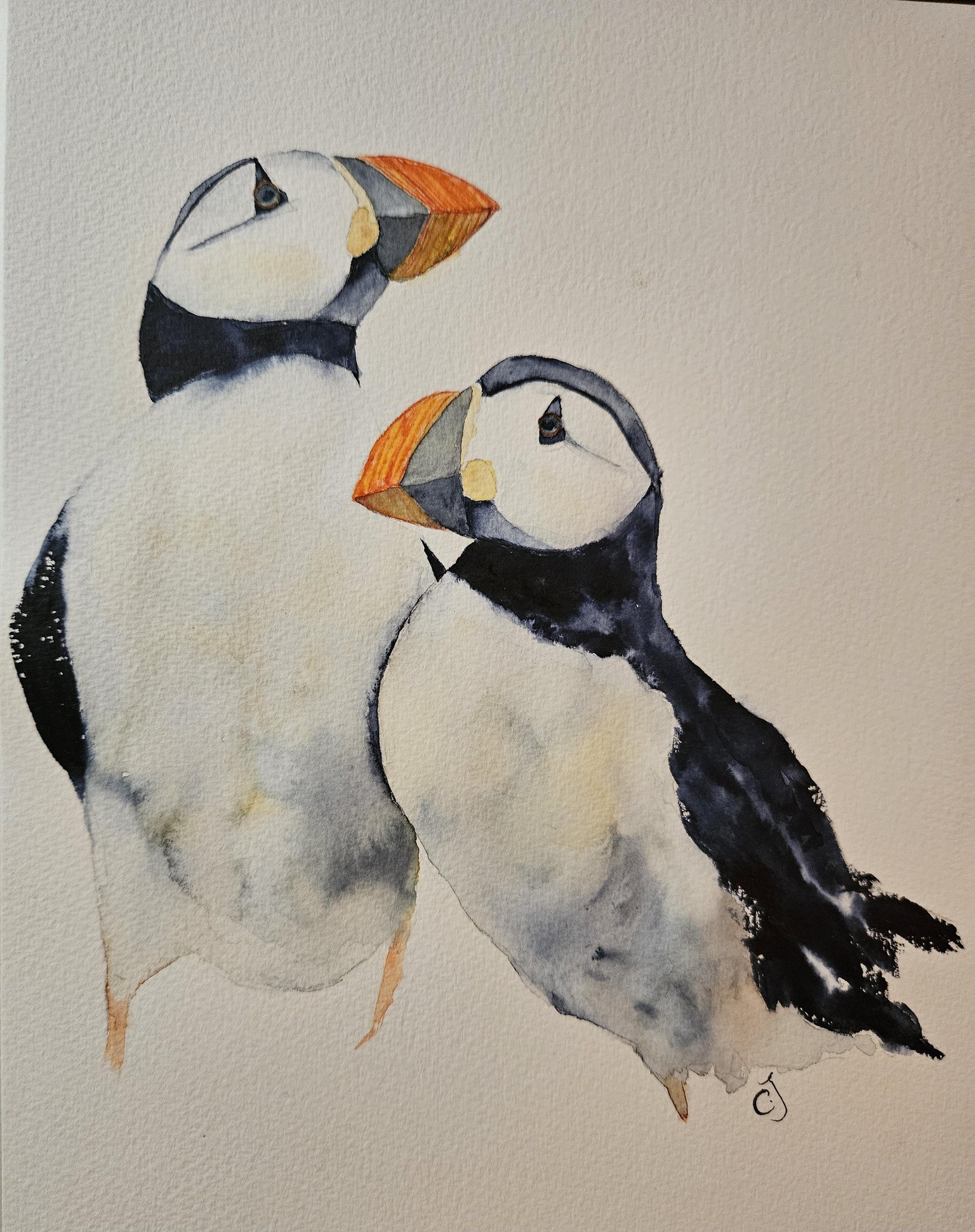 PUFFINS 021626 - image 1 - student project