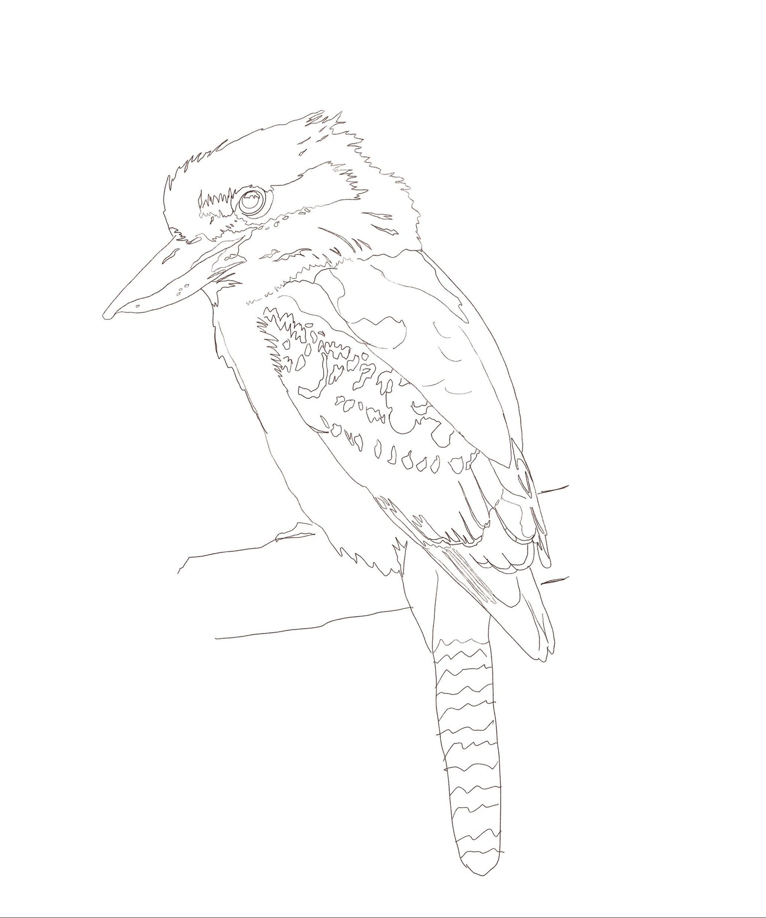Kookaburra - image 2 - student project