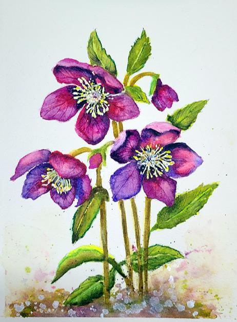 Hellebore Flowers to cheer us - image 1 - student project