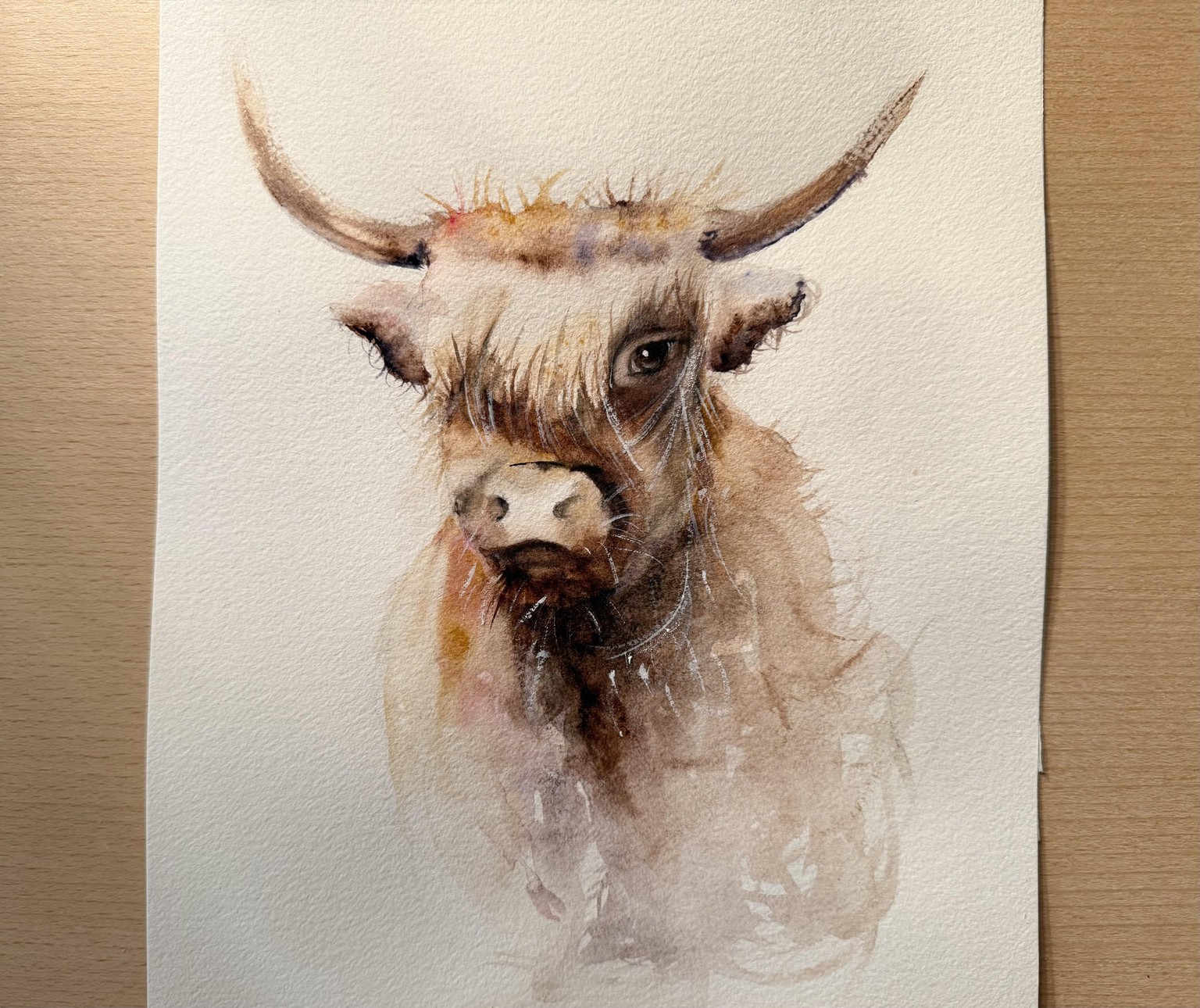 Highland Cow - image 1 - student project