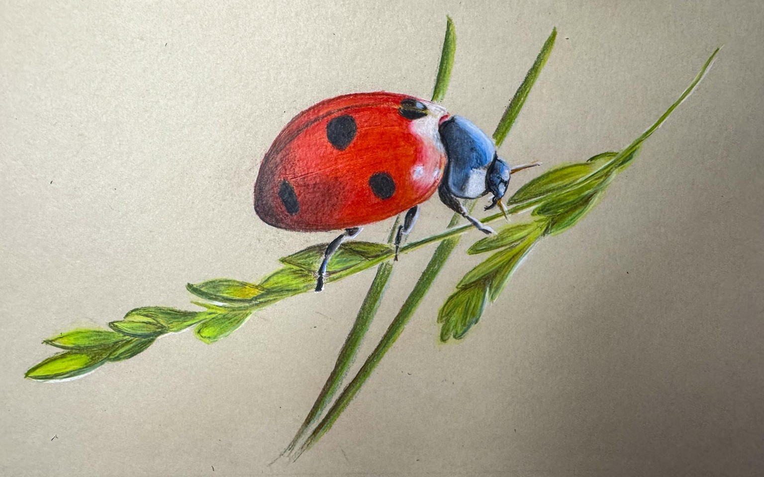 Ladybird with Colored Pencils - image 1 - student project
