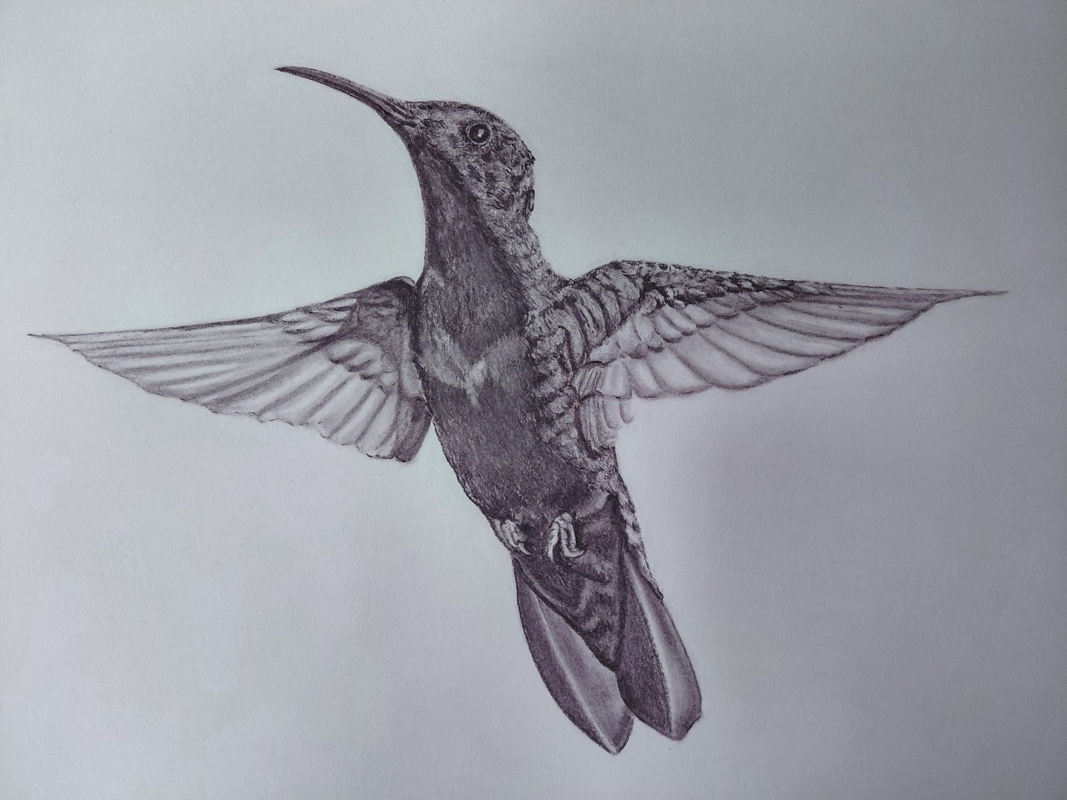 Hummingbird in charcoal - image 1 - student project