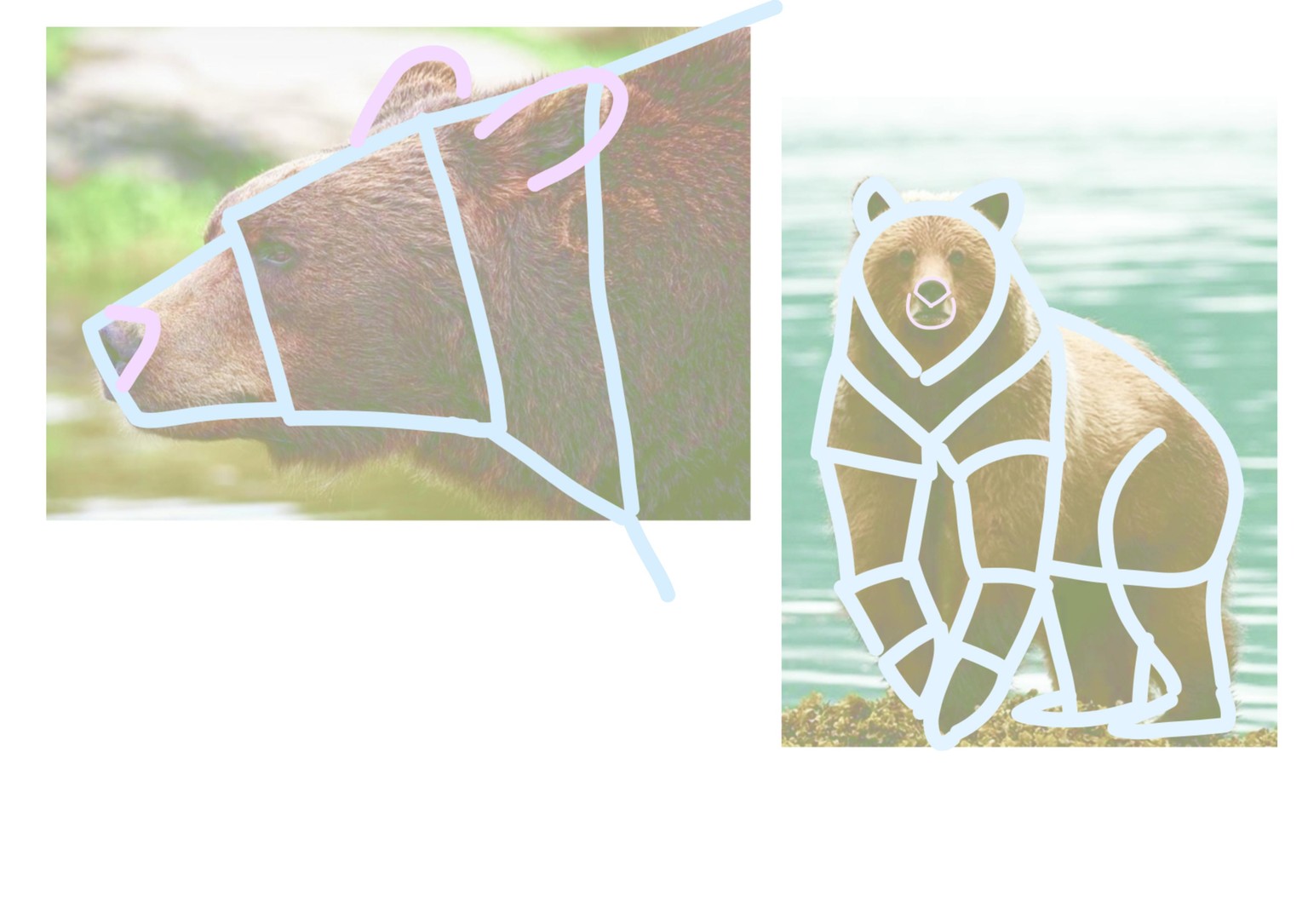 Drawing exercices for animal character design - image 3 - student project