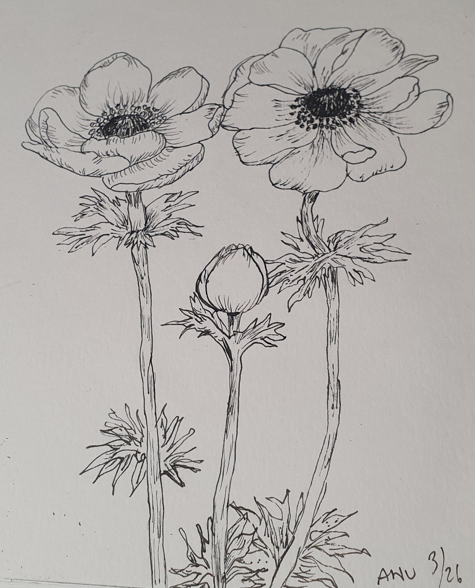 Anemonies w ink pen :)))) - image 1 - student project