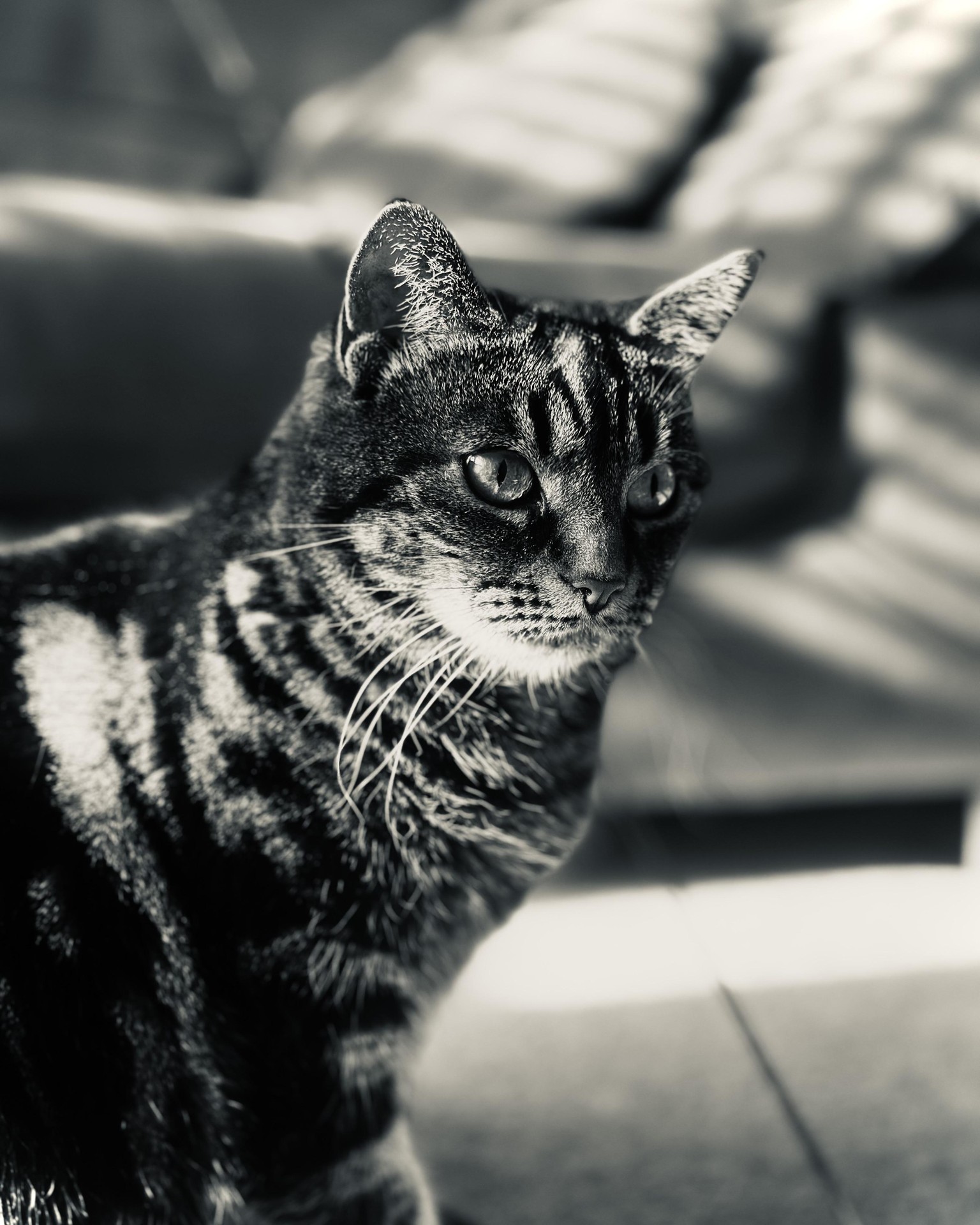 Cat 🐈 - image 2 - student project