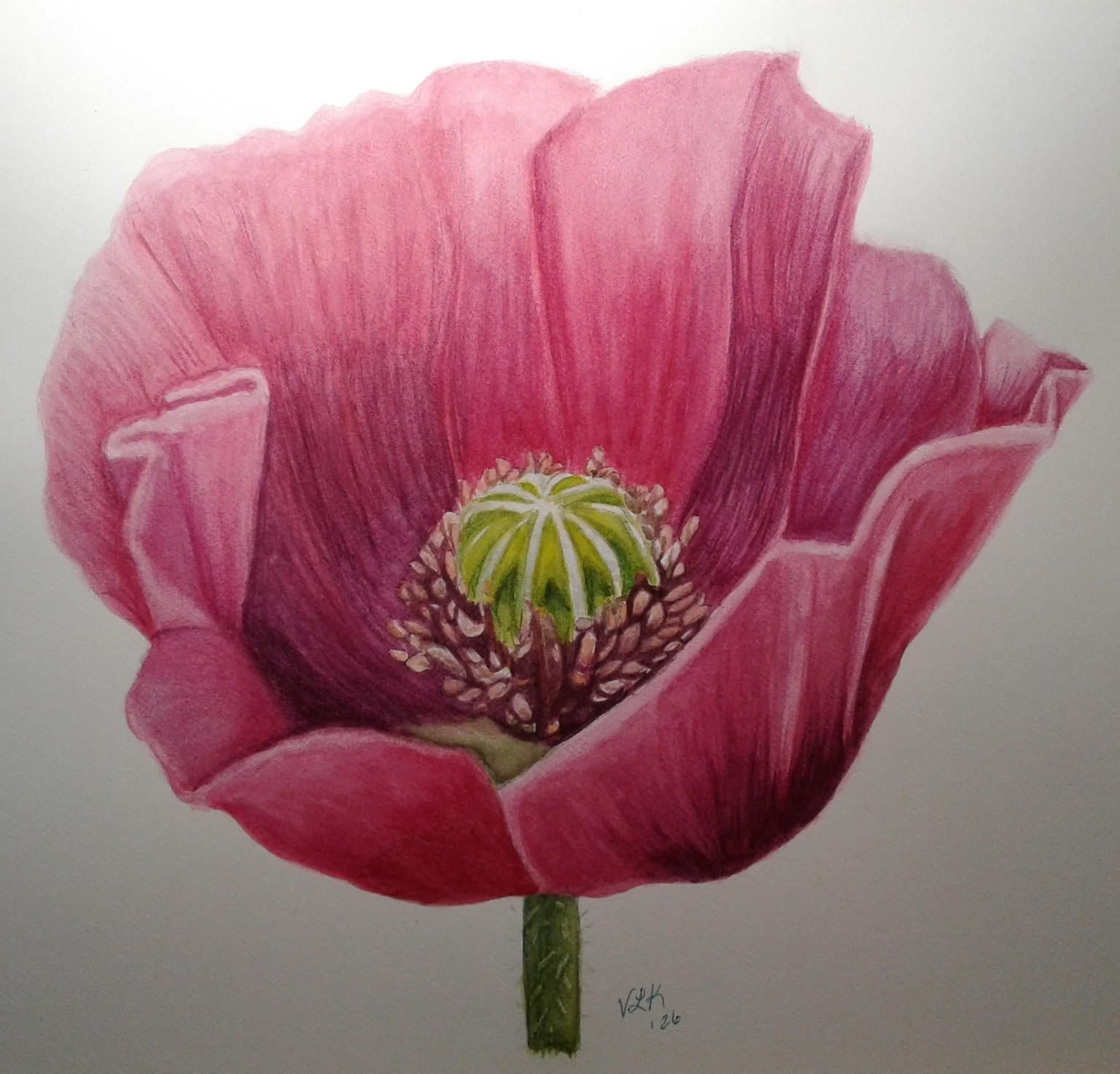 Pretty Pink Poppy - image 1 - student project