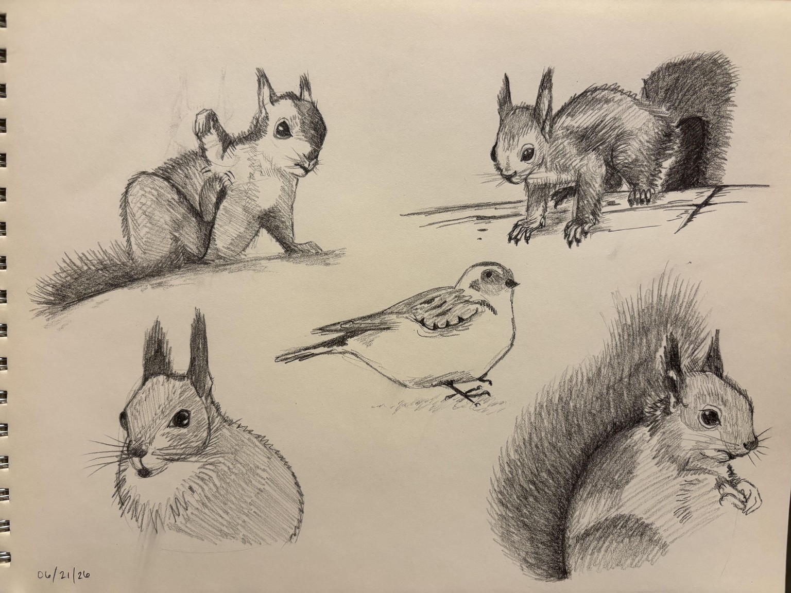 Pencil Sketching for Beginners: Squirrels - Final Project - image 1 - student project