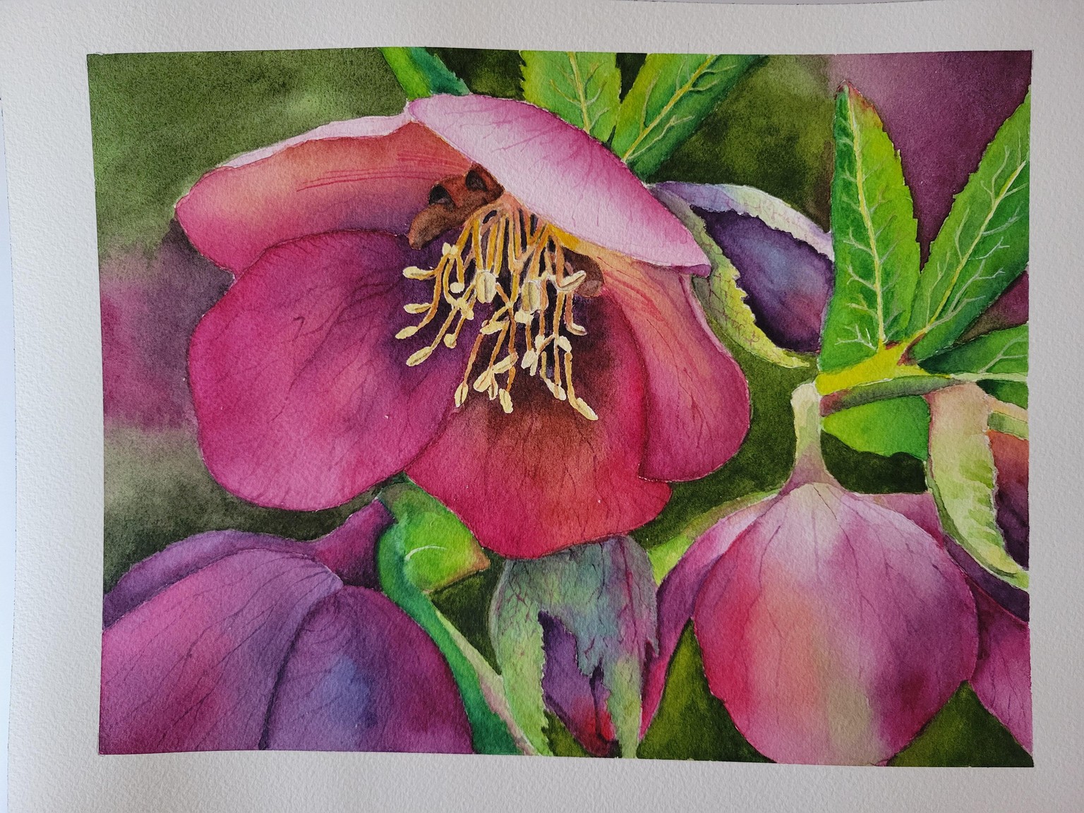 Hellebore - image 1 - student project